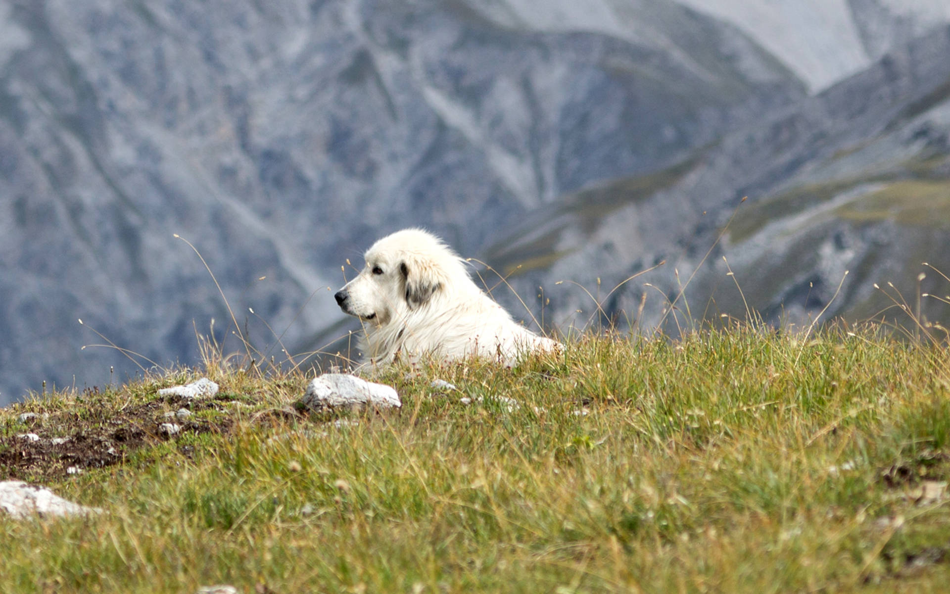 Chiens de protection des troupeaux © Luka Tomac / Friends of the Earth Europe