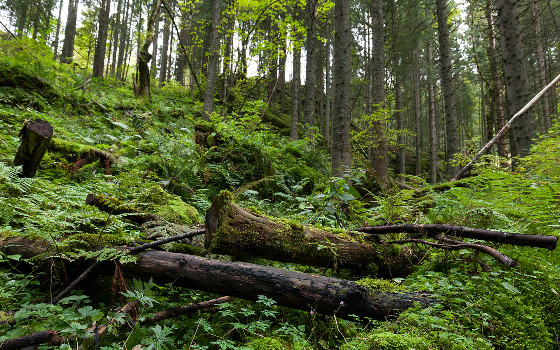 Naturwald Le Theussert im Jura