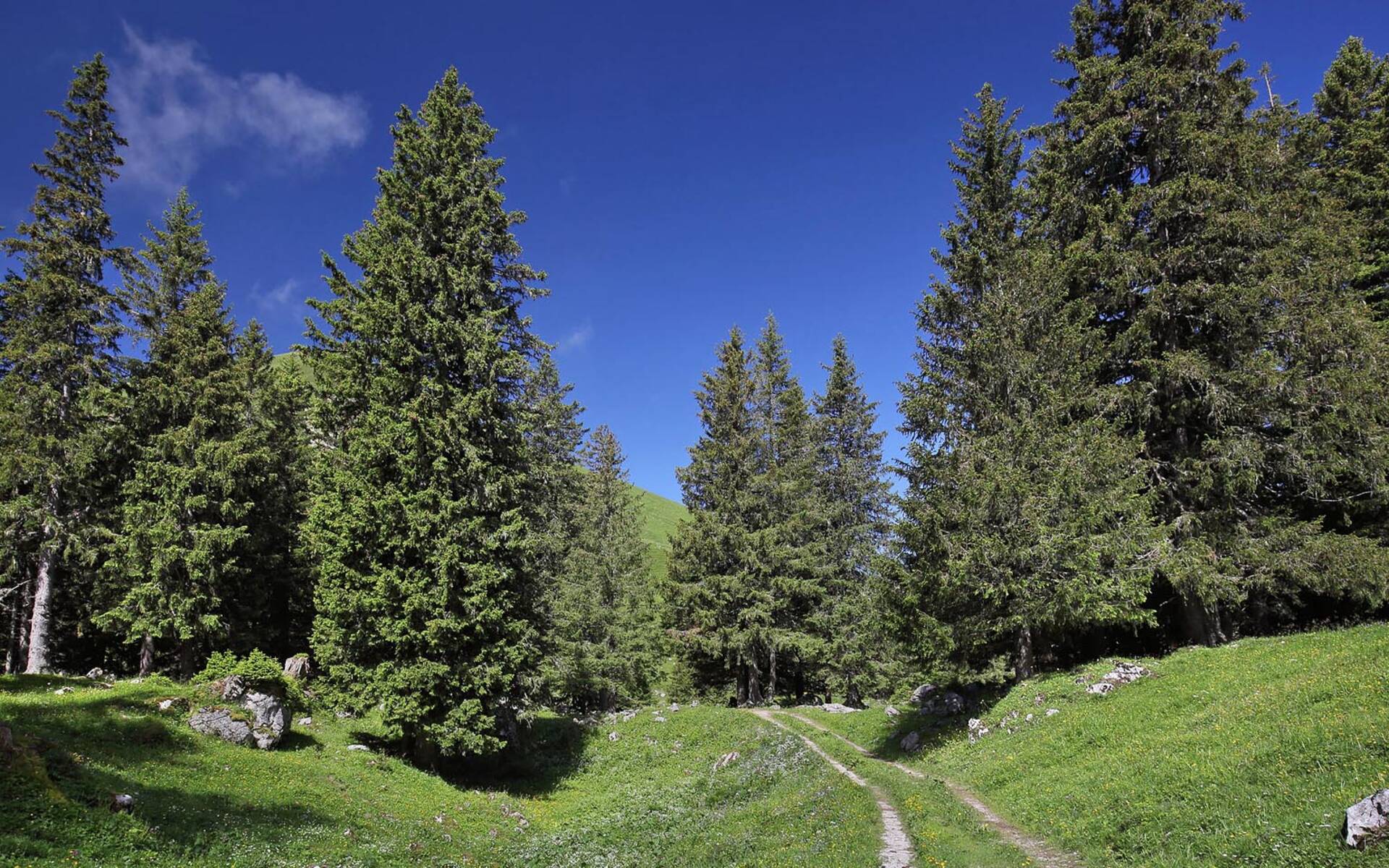 Gantrischberg © Jan Ryser