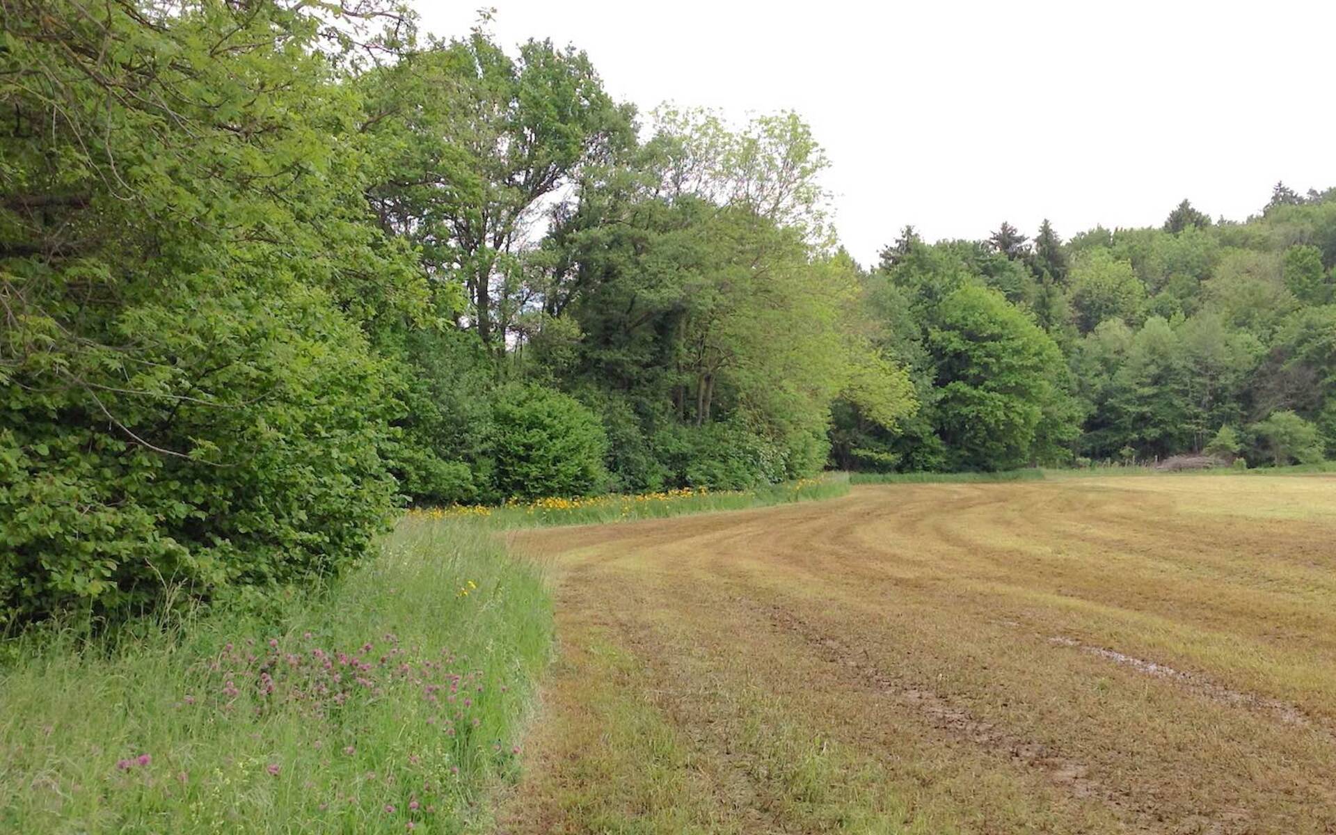 Landwirtschaftsfläche mit Mistaustrag und eingehaltenem Pufferstreifen © Sylvie Rotzetter