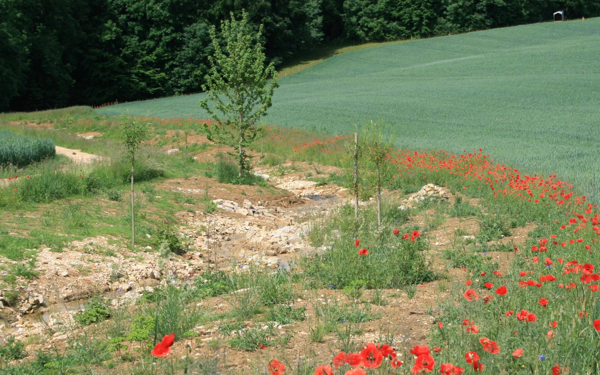 Hintereggbach, Wenslingen ©Regula Waldner