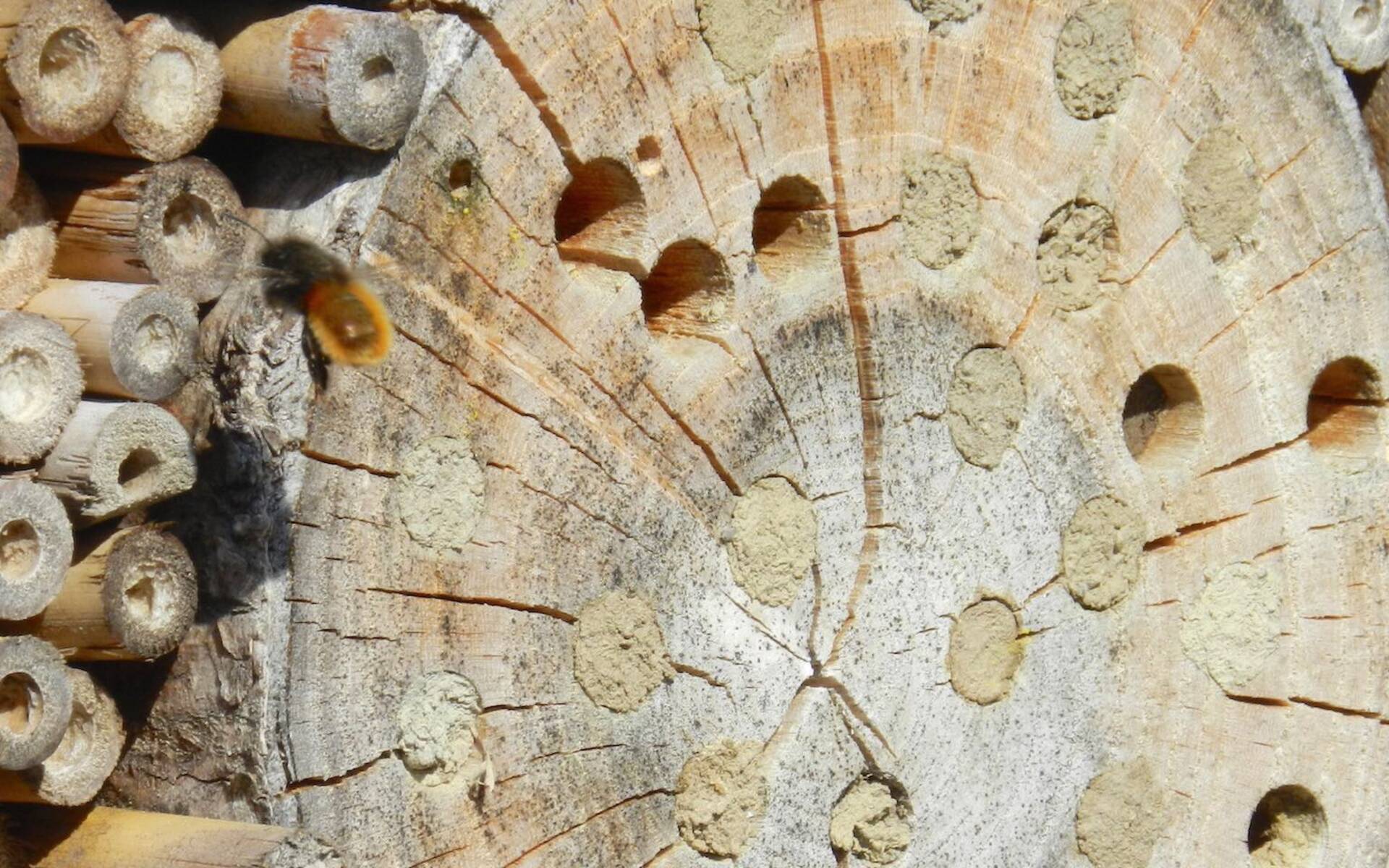 Wildbiene vor dem Insektenhotel © Sylvie Rotzetter