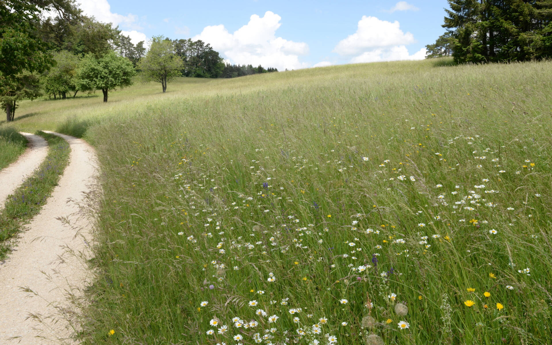 Magerwiese Randen © Feldbotanik.ch Wolfgang Bischoff