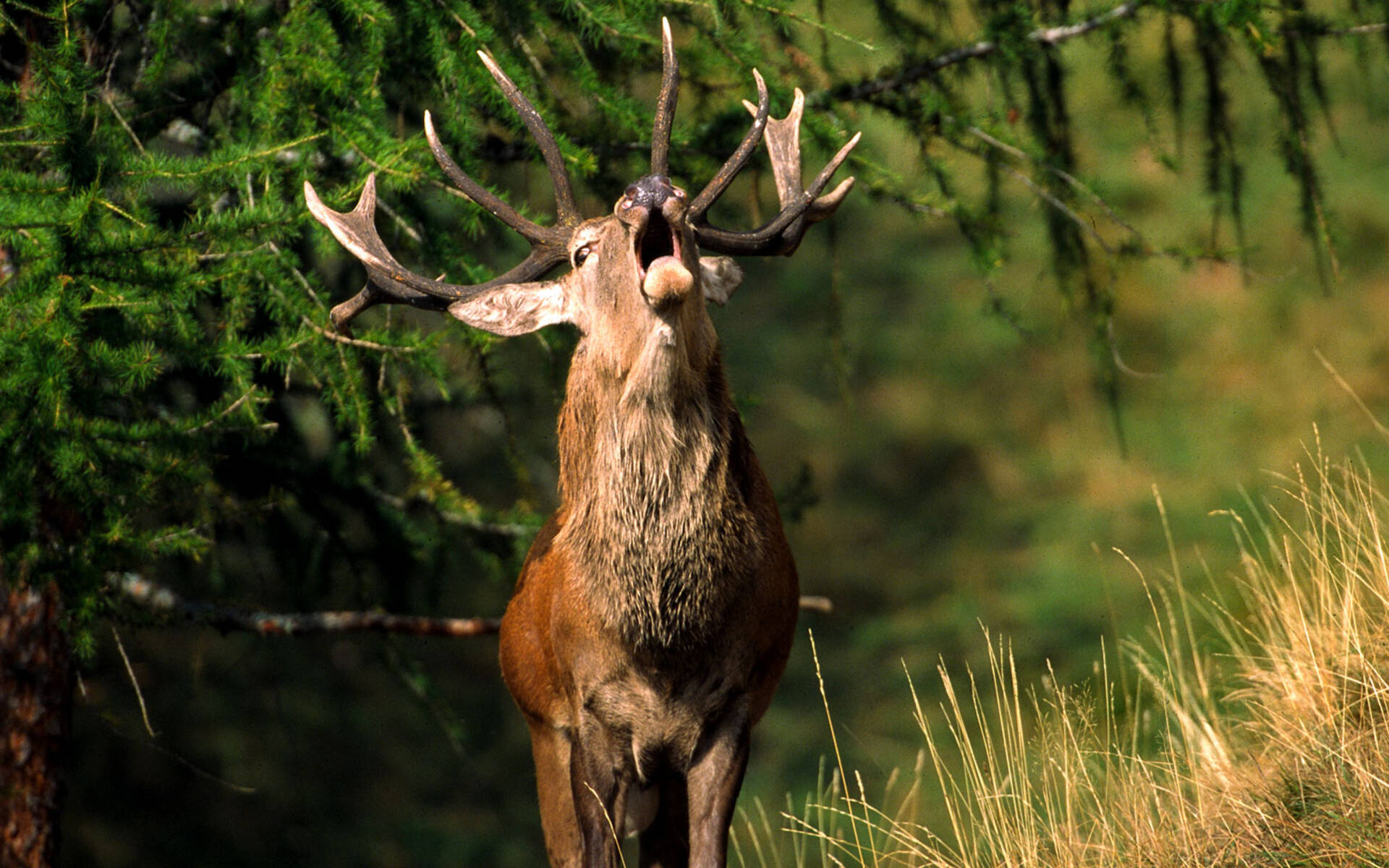 Hirschbrunft © Pro Natura Zentrum Aletsch