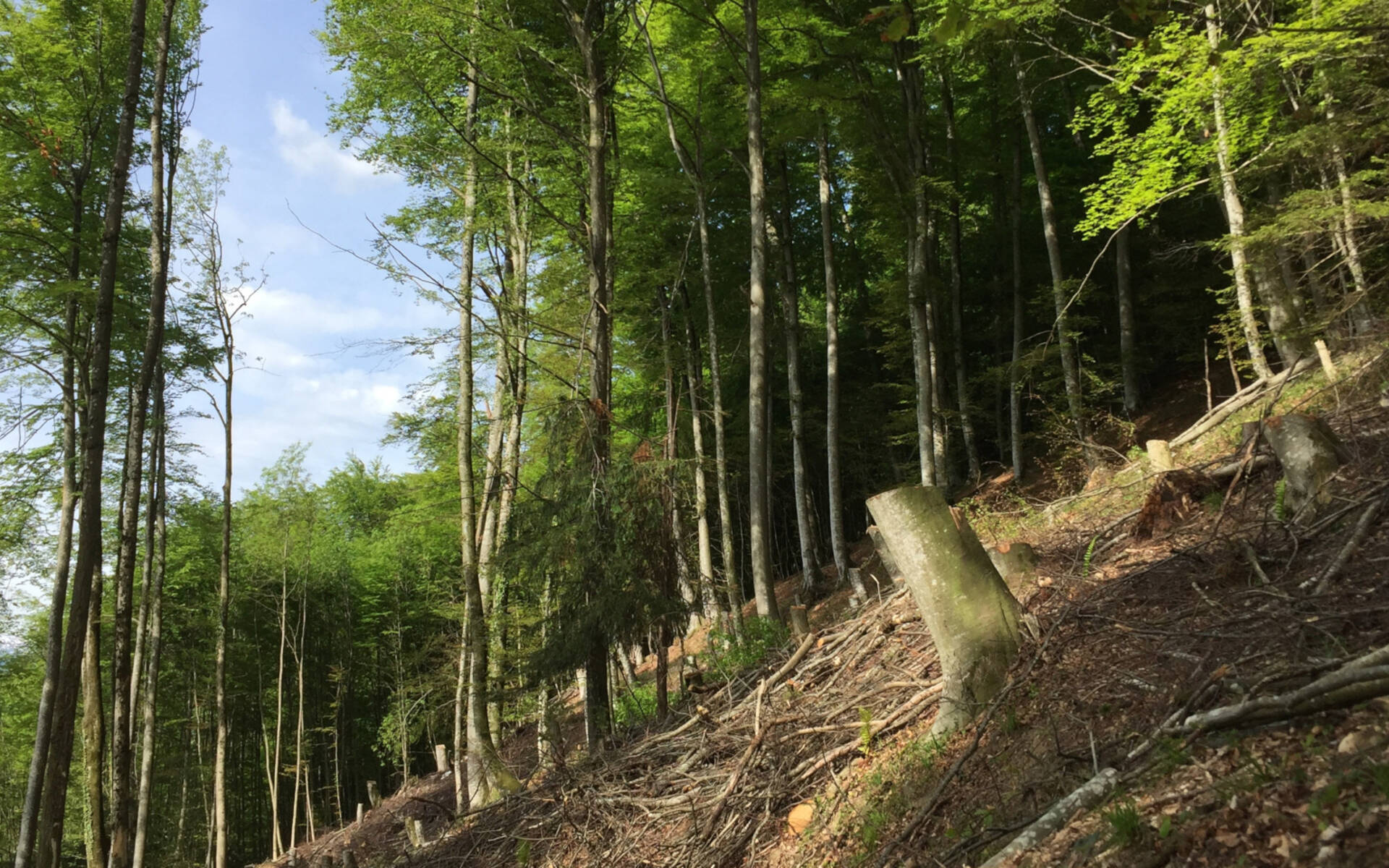 Lopperwald © Seraina Bamert