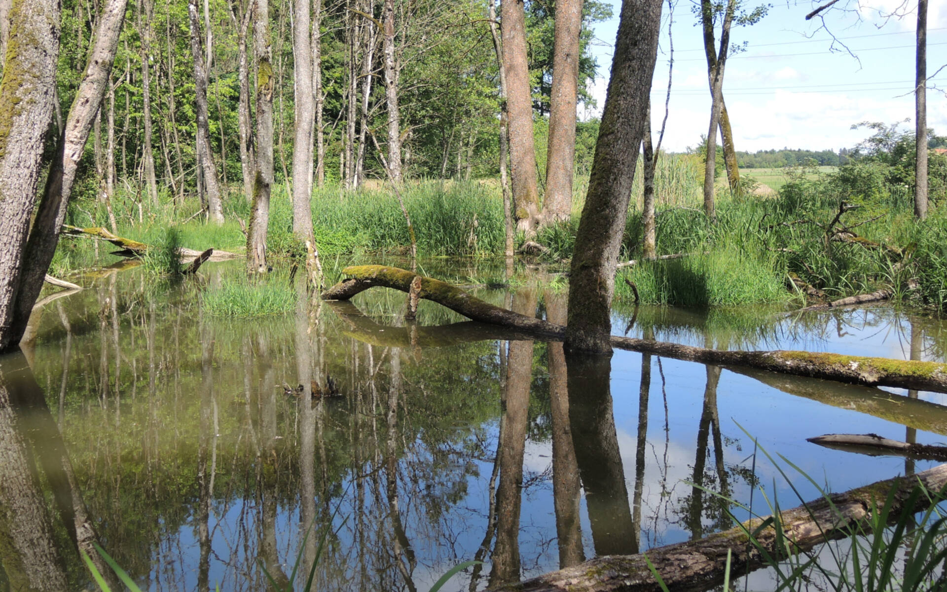 Biberwald in Hersiwil © Pro Natura Solothurn