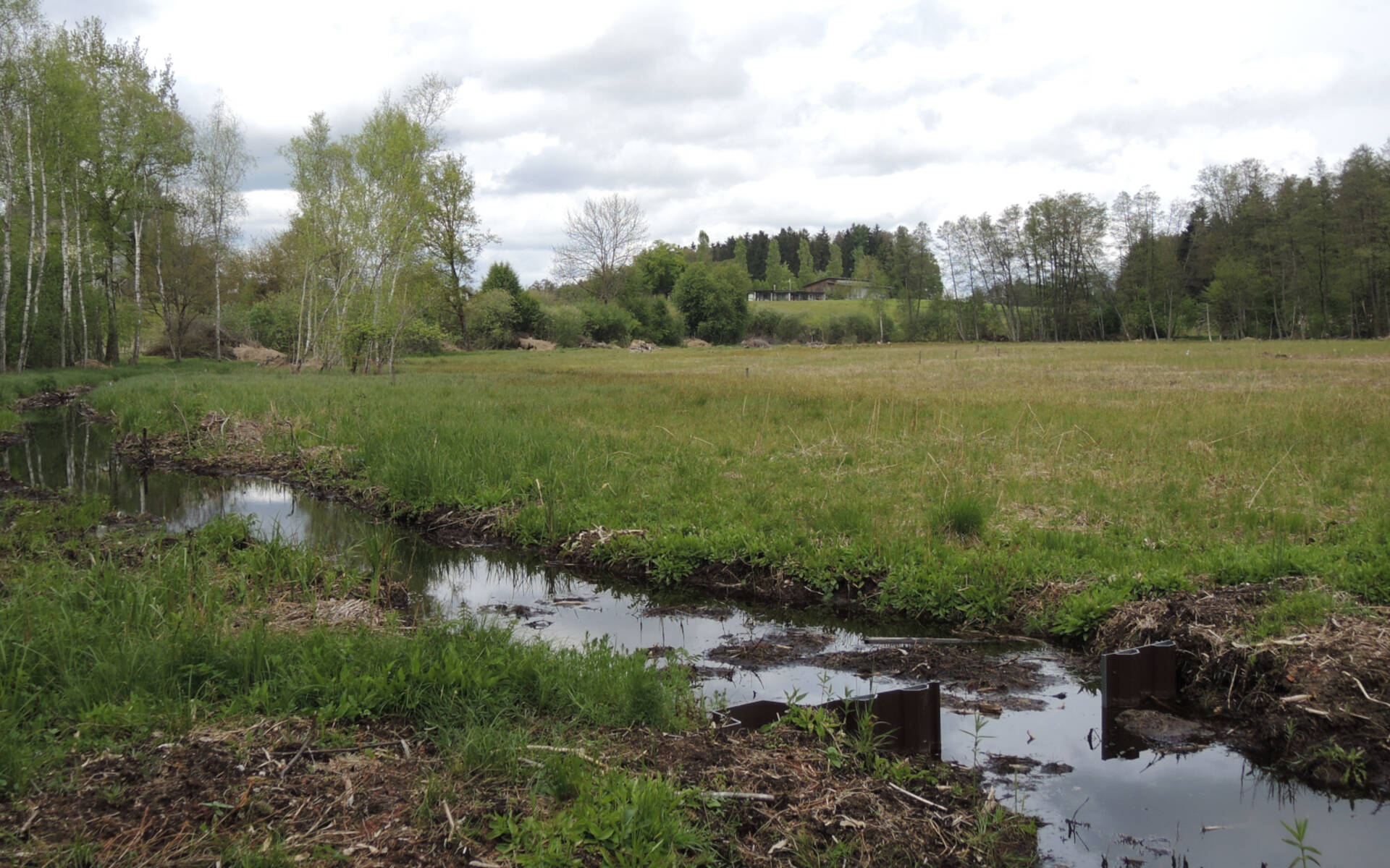 Chlepfibeerimoos Randrinne © Pro Natura Solothurn