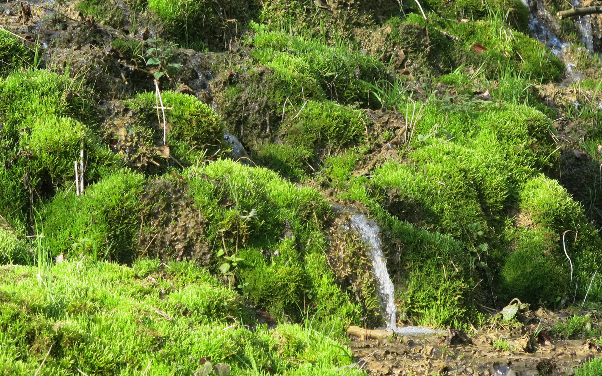 Tuffquelle © Marianne Rutishauser, Pro Natura Aargau