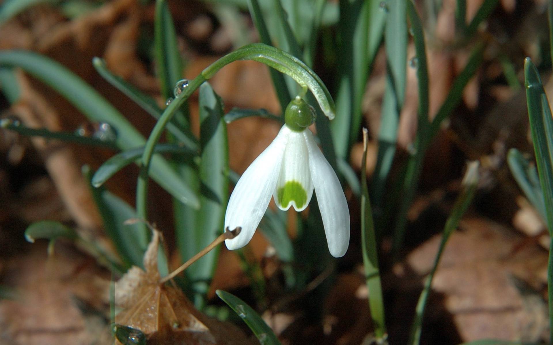 Wie Das Schneeglockchen Seine Farbe Verschenkte Pro Natura