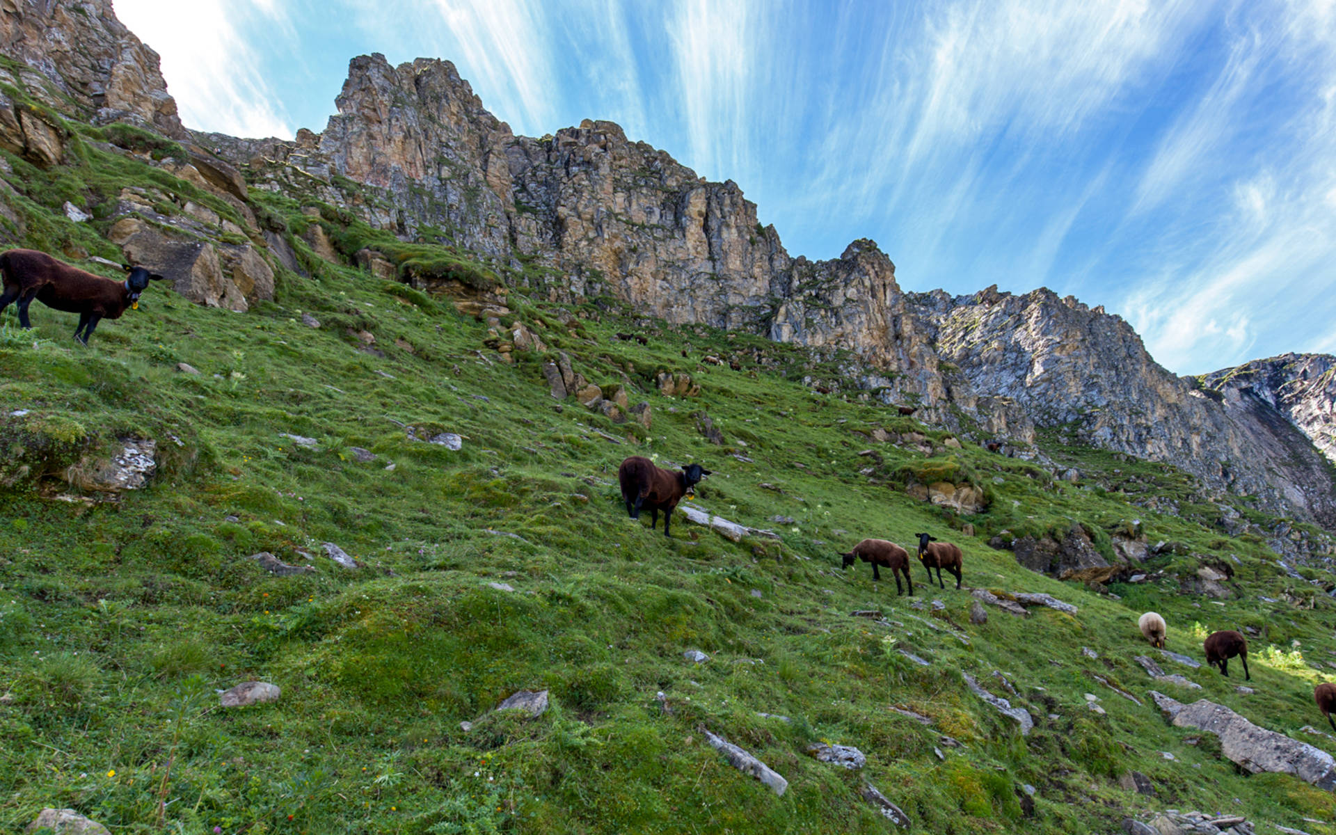 Lasst Uns Uber Schafe Statt Wolfe Reden Pro Natura