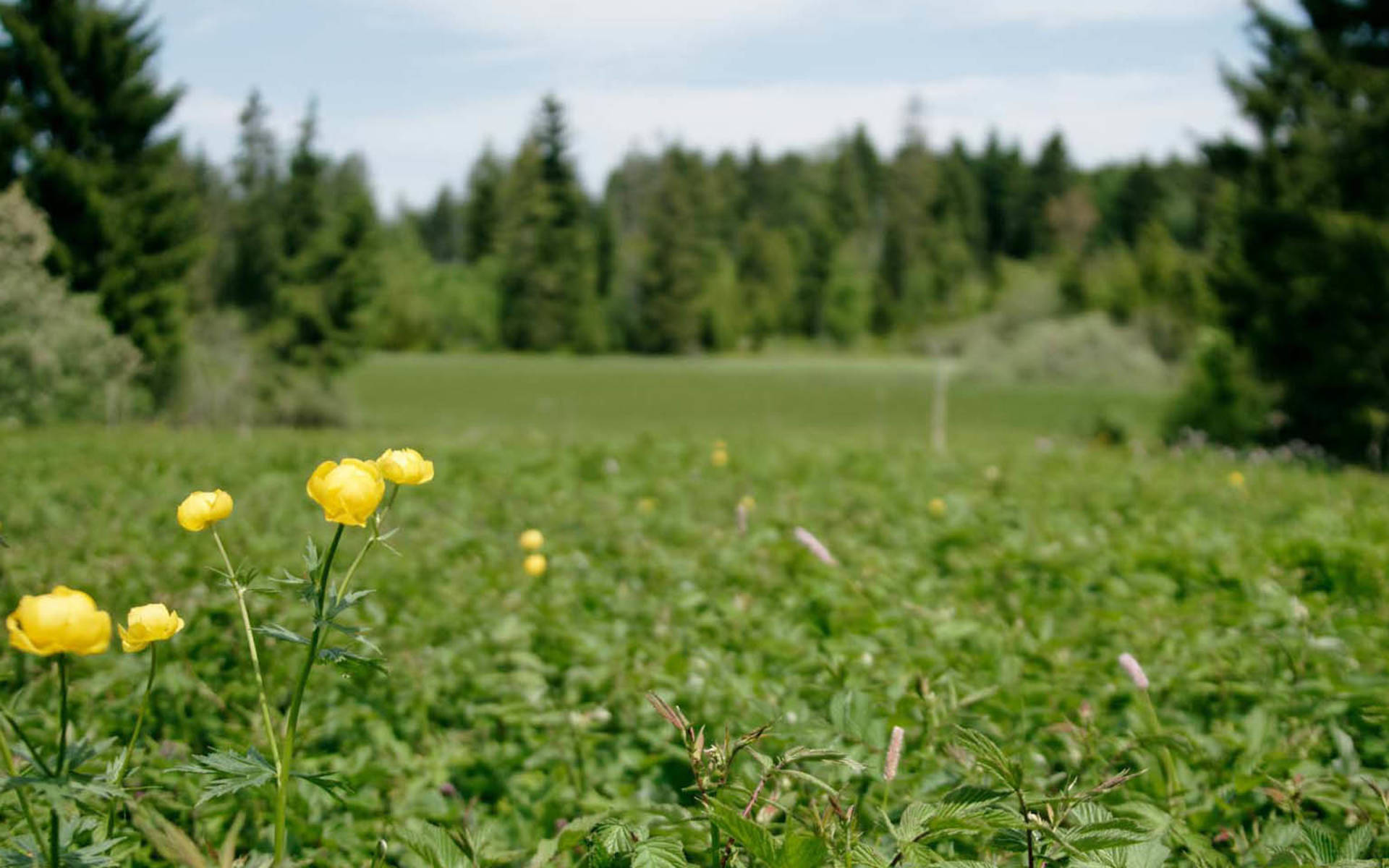 Excursion d'un jour, Pâturages, forêts et histoires culturelles cr Beat Hauenstein