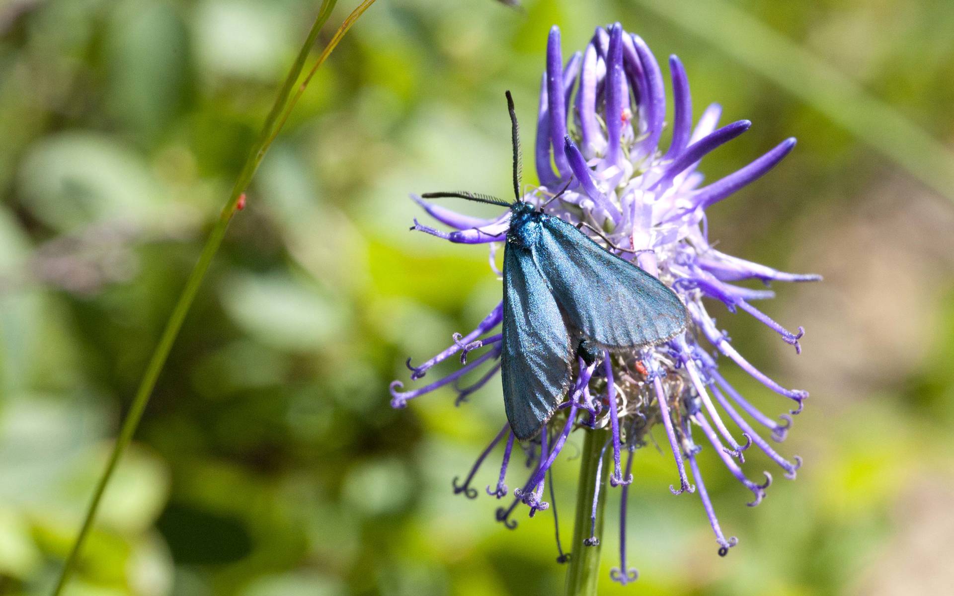 Grasnelkenwidderchen auf Blume © Matthias Sorg