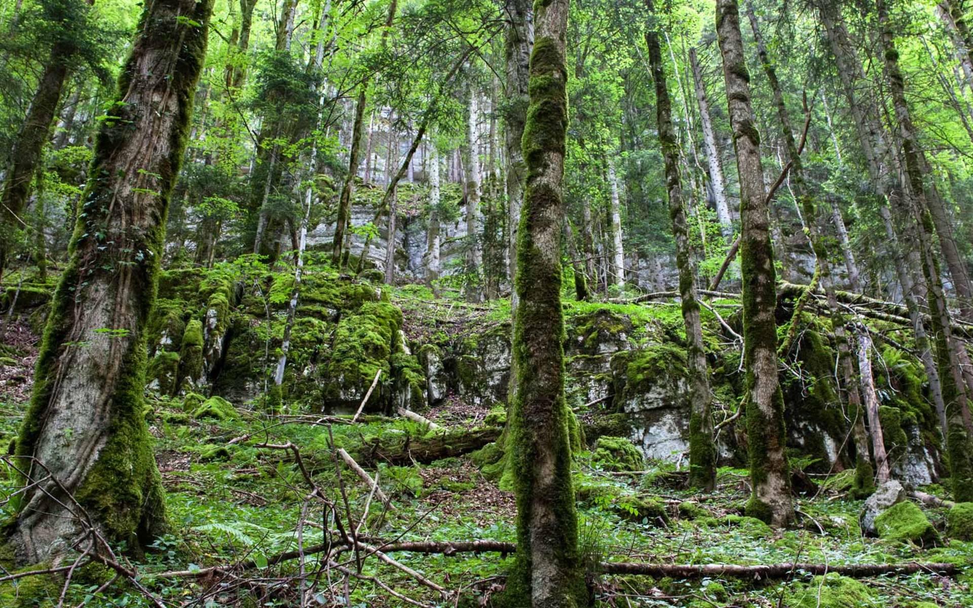 Excursion d'un jour Per Pedes, arbres centenaires dans les forèts © Pro Natura