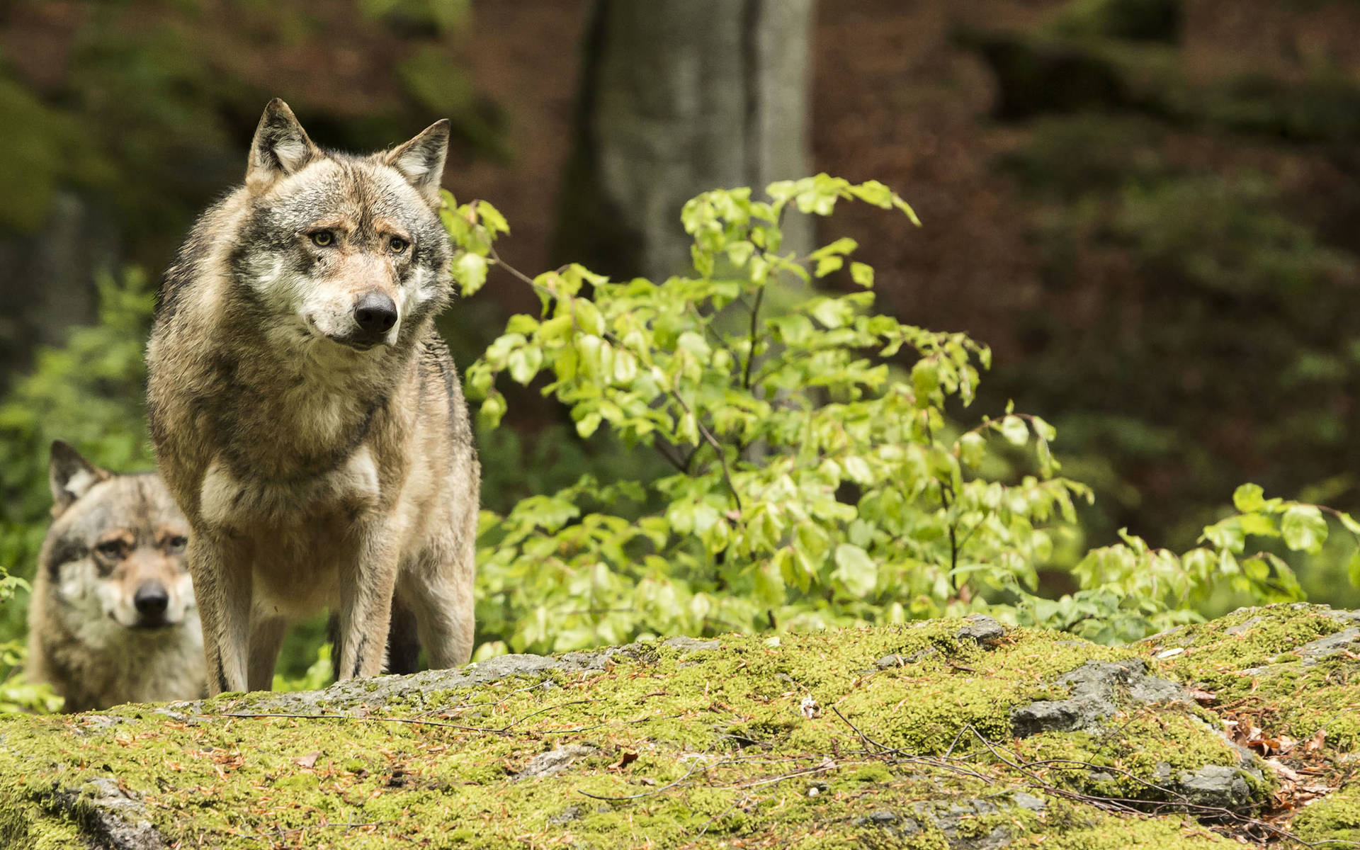 Deux loups rôdent sur une pierre dans la forêt ©Shutterstock/Nadezka Murmakova