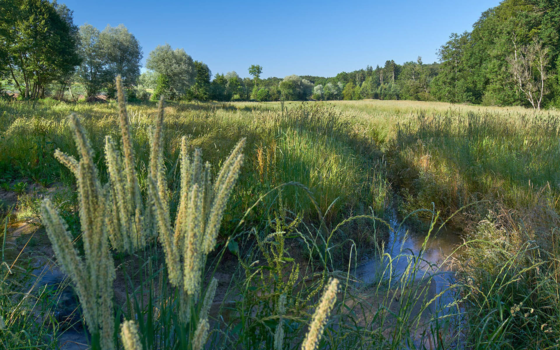 Biberaue Foto Jan Ryser