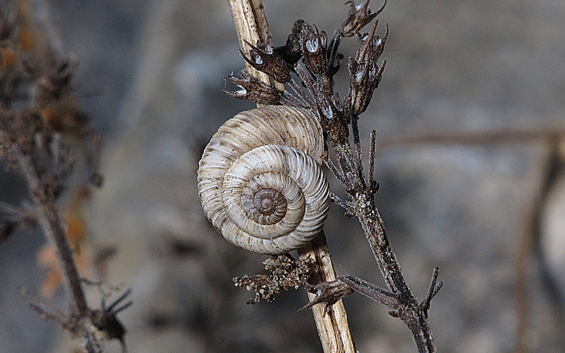 Zwergheideschnecke © Peter Müller