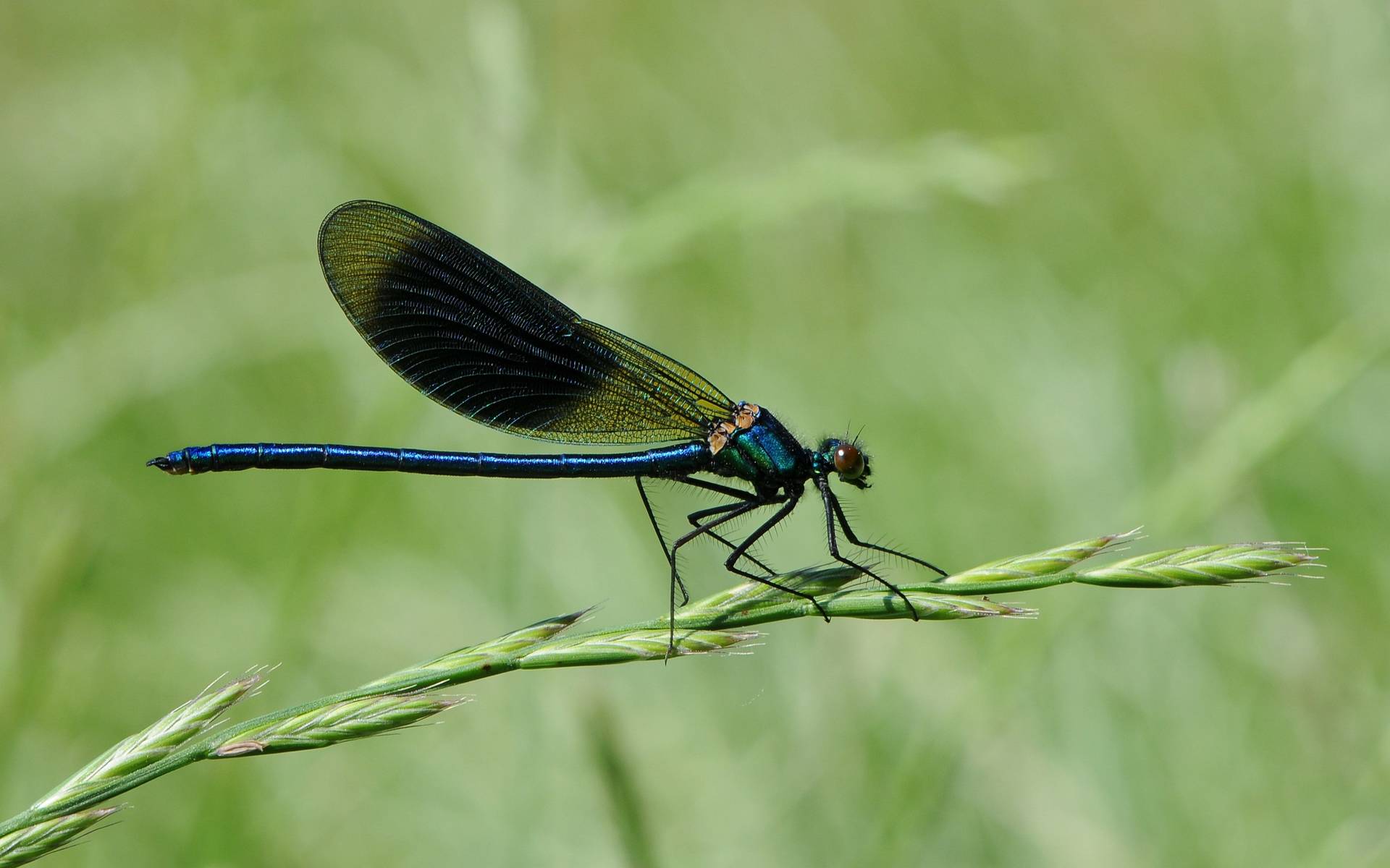Il calotterige splendido © Friedrich Böhringer