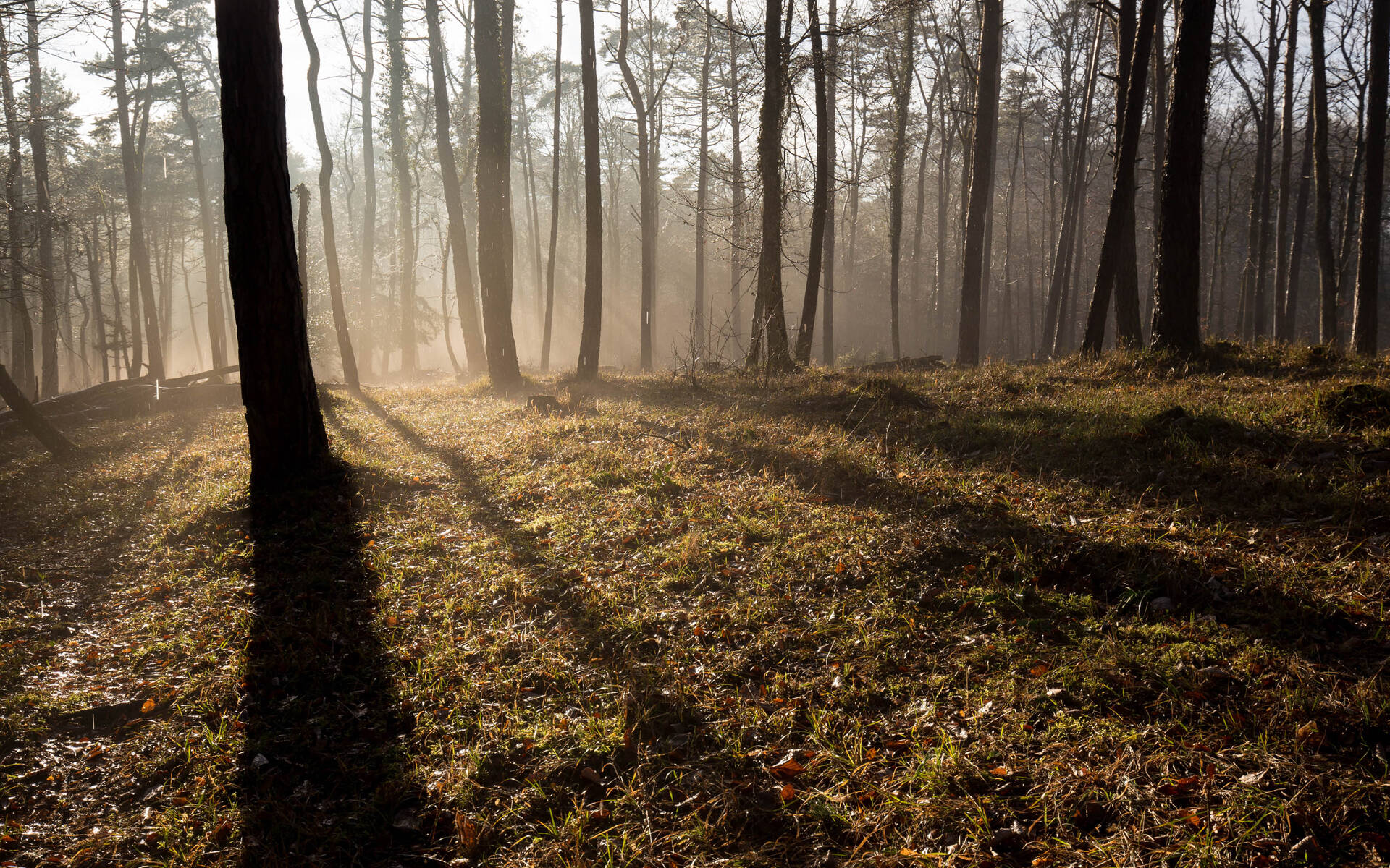 Aktion Spechte Naturschutz Wald