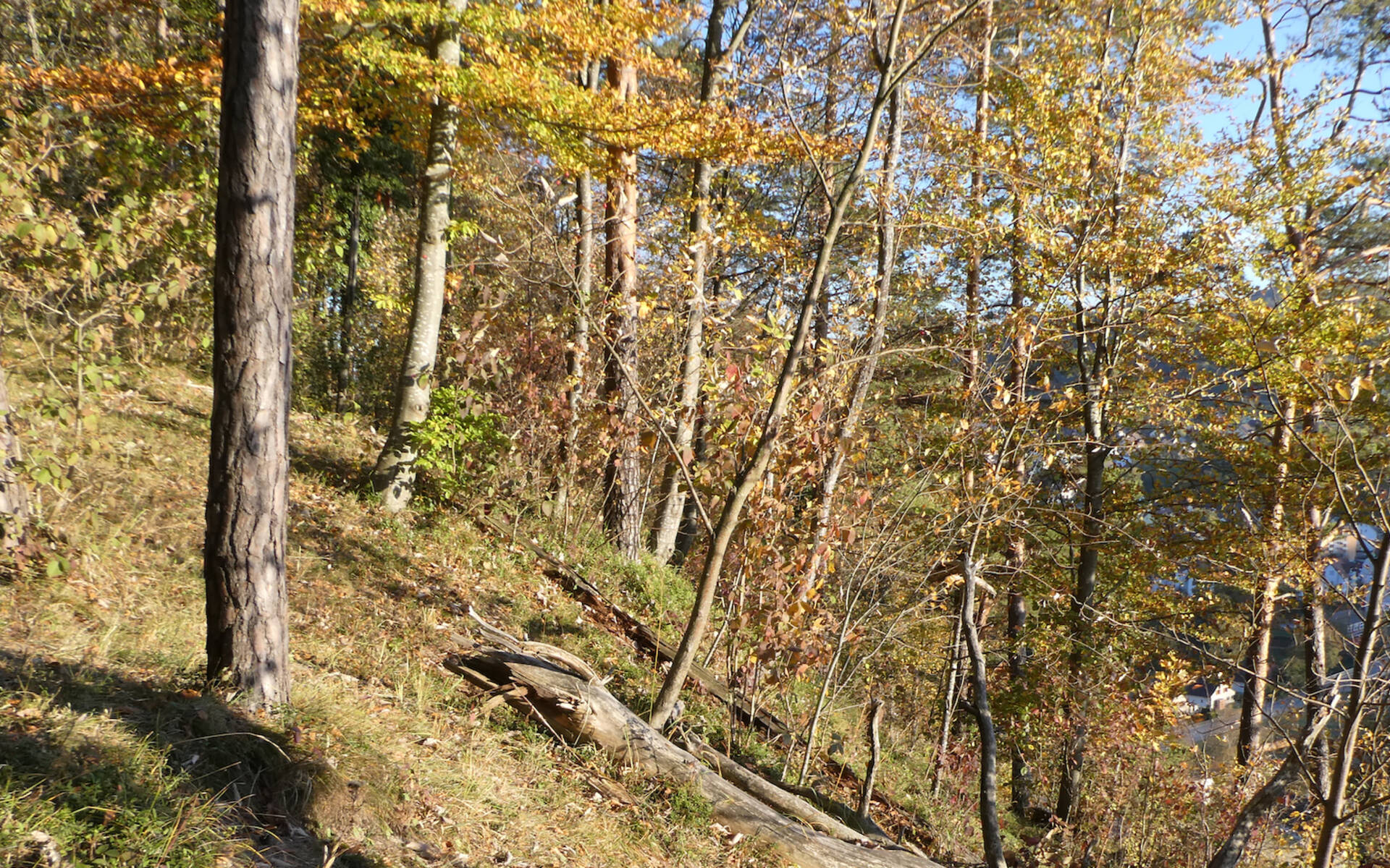 Lichter Wald in Dättlikon 