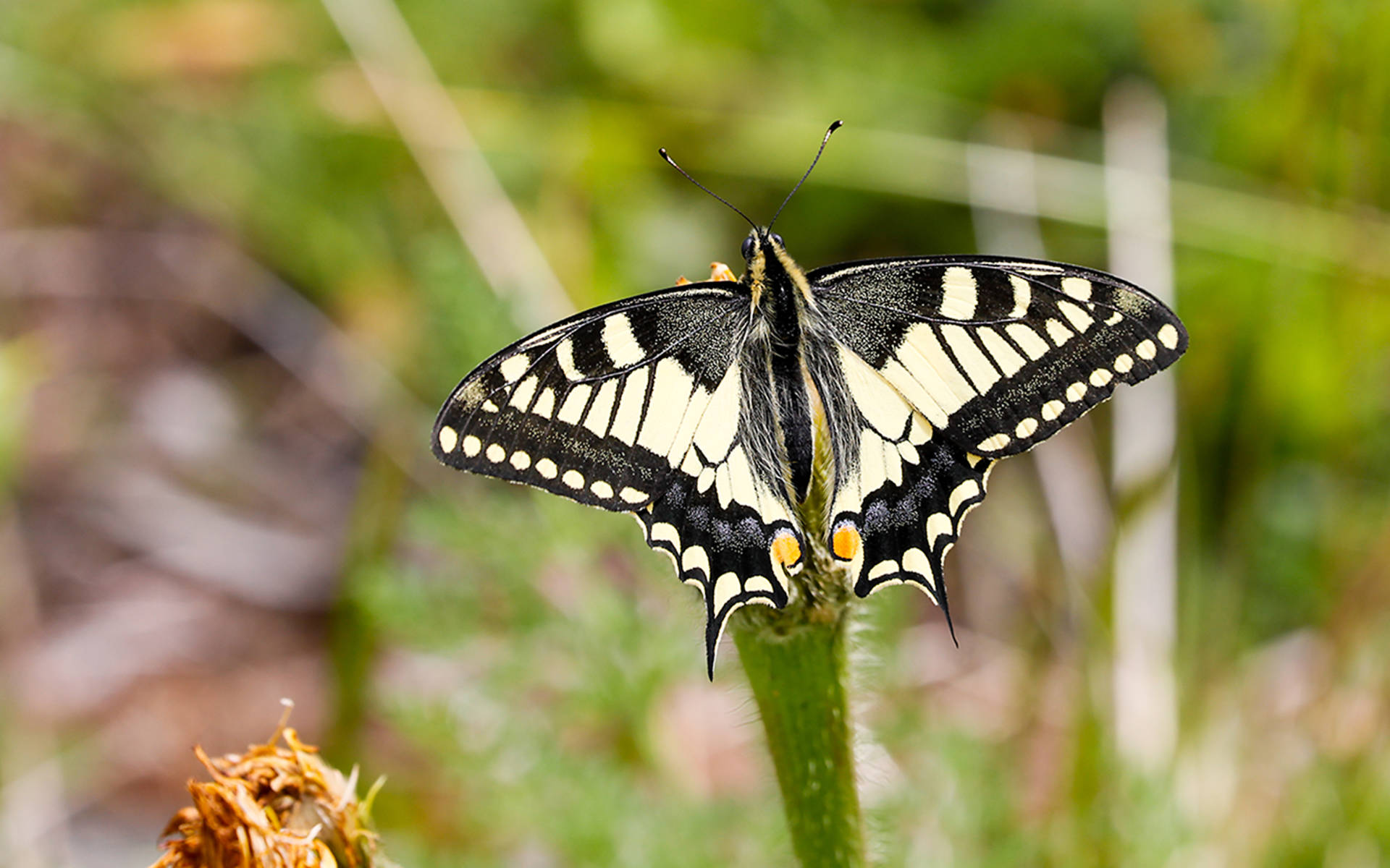 Schmetterlinge Fordern Im Garten Und Auf Dem Balkon Pro Natura