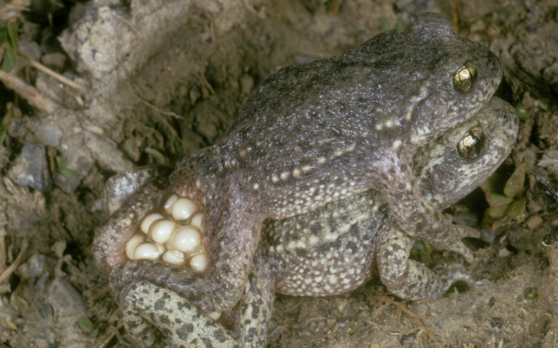 Geburtshelferkrötenpaar bei der Paarung © Albert Krebs
