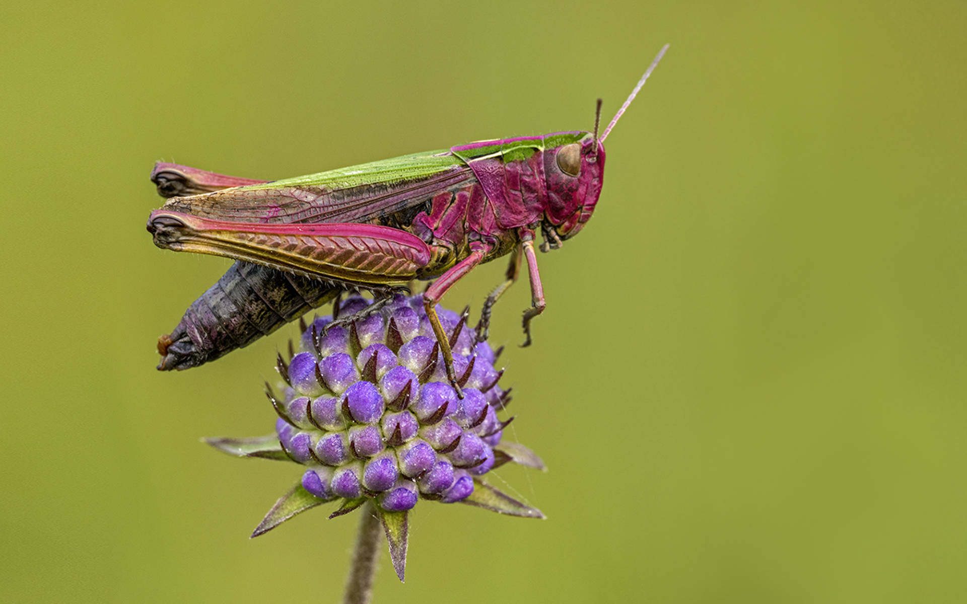 Die Welt der Insekten so schön, so nah Pro Natura Die Welt der Insekten so schön, so nah Pro Natura