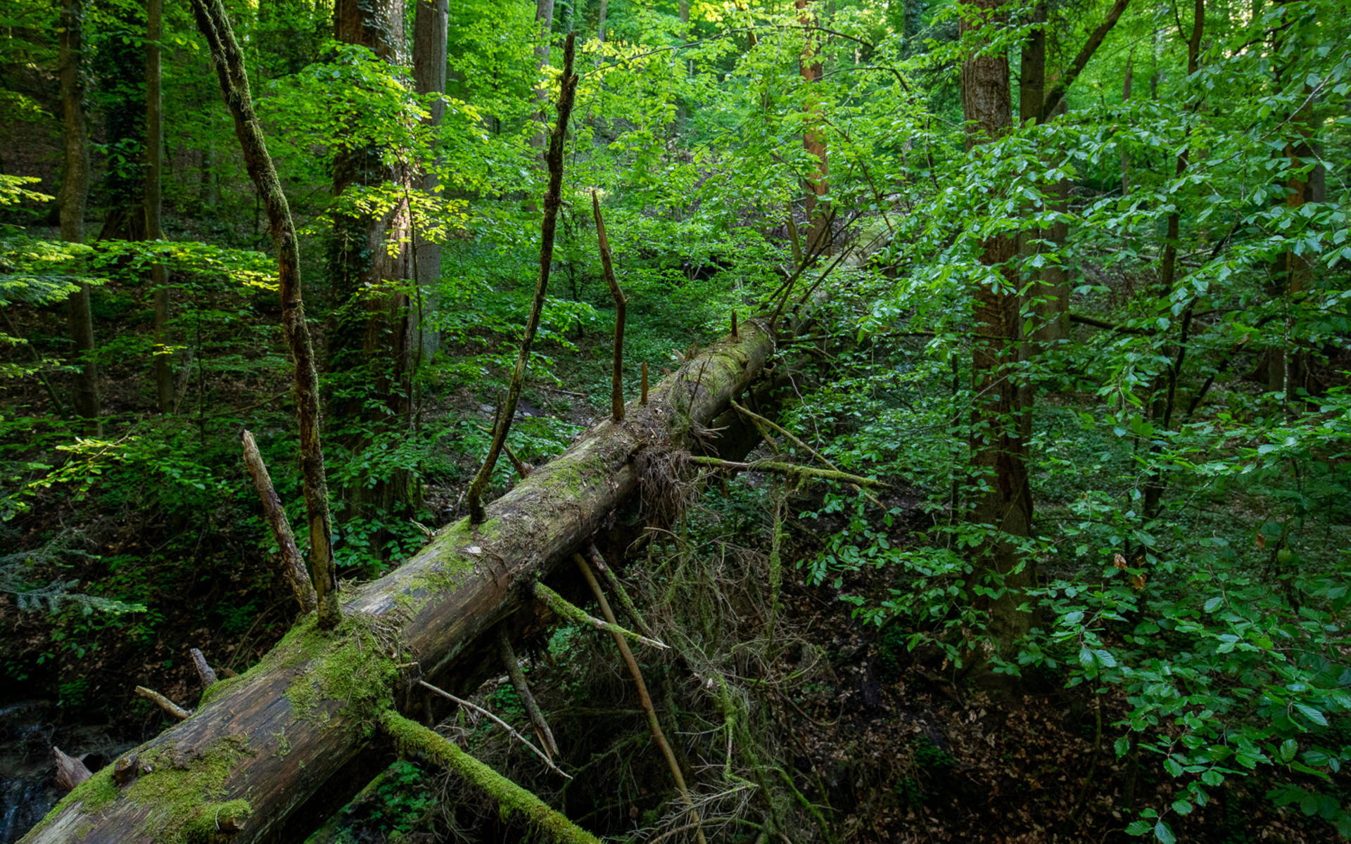 Espace sauvage «Bremgartenwald» © Matthias Sorg
