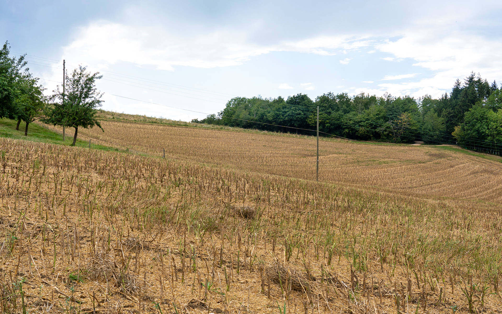 Raps-Stoppelfeld: Gut sichtbar ist der braune Boden zwischen den einzelnen Stoppeln, ohne jeder Pflanze dazwischen © Pro Natura