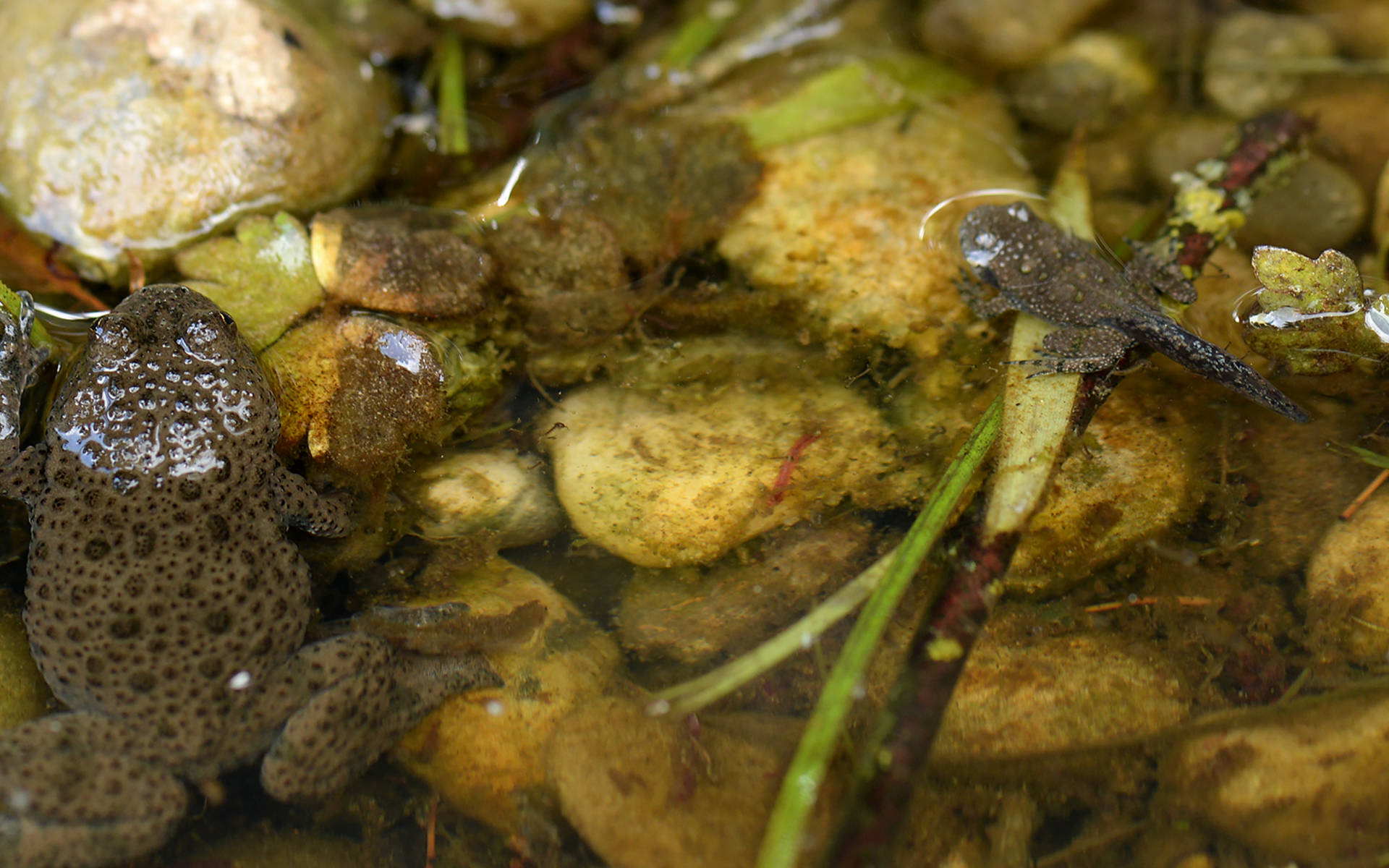 Junge und erwachsene Gelbbauchunke liegen im Wasser © © Wolfgang Bischoff, naturschutzlösungen 
