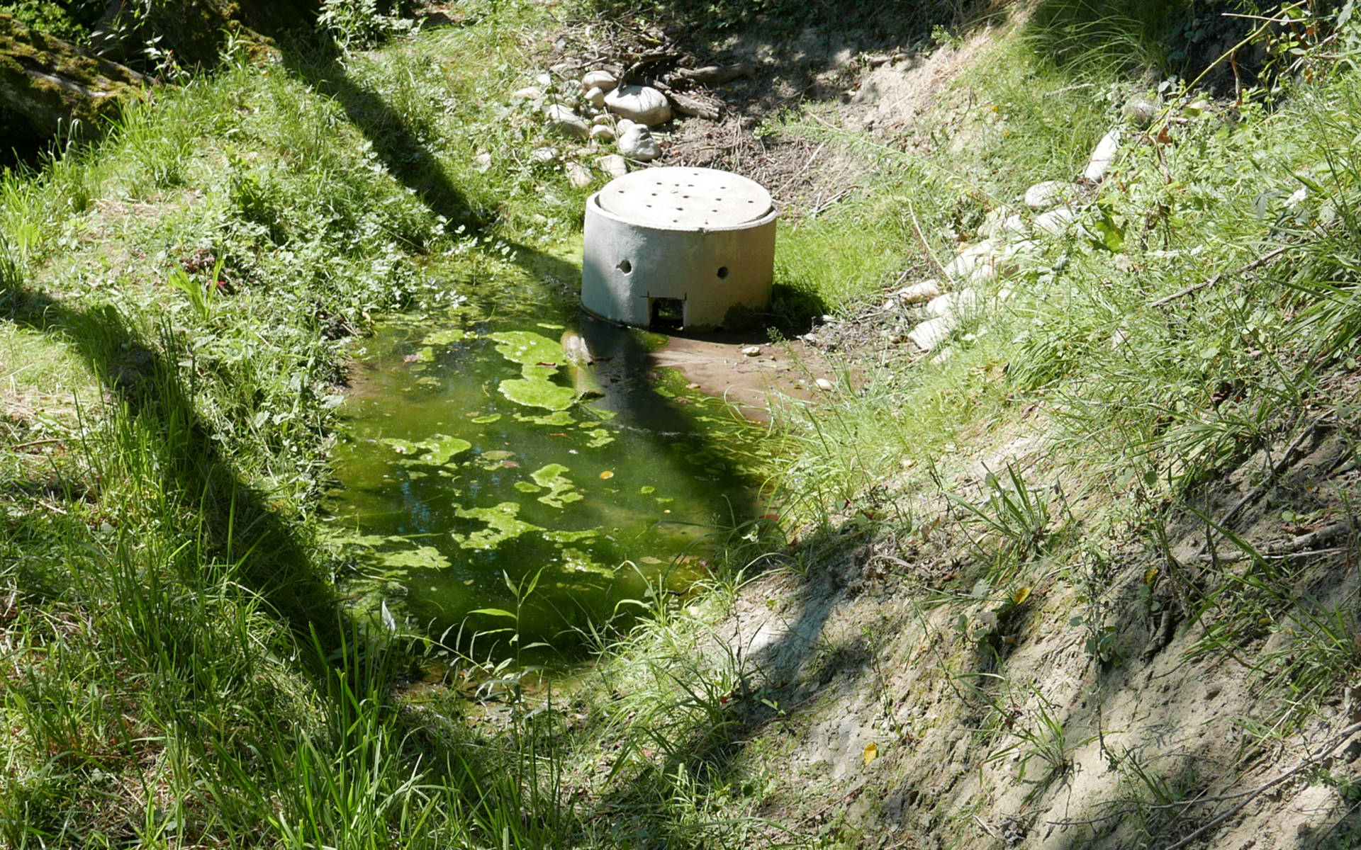 Ein neu erstellter Tümpel sammelt das Quellwasser der beiden Quellen. Der Überlauf des Tümpels befindet sich im Schacht. © Miriam Peretti 