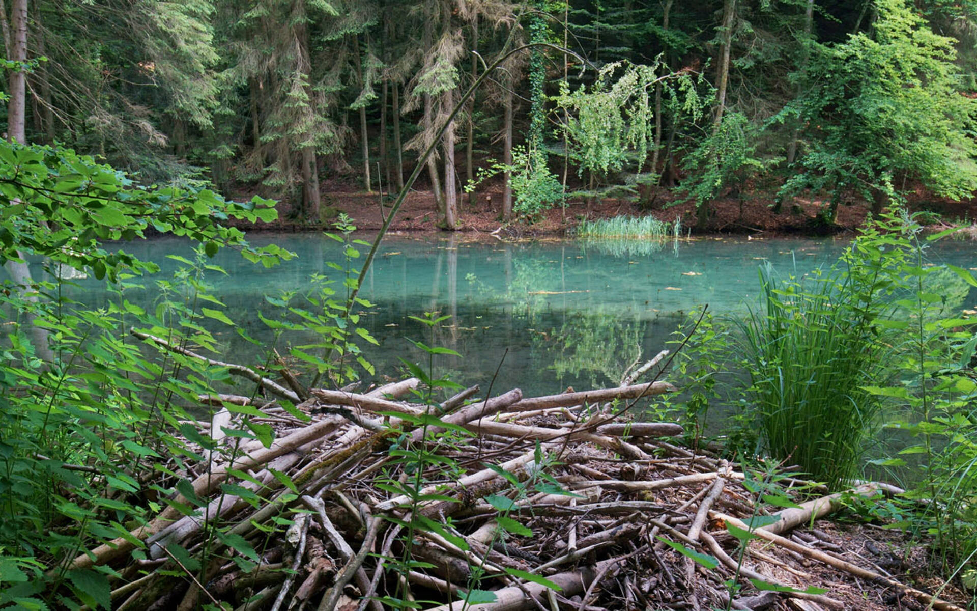 Steibachweiher © Jan Ryser