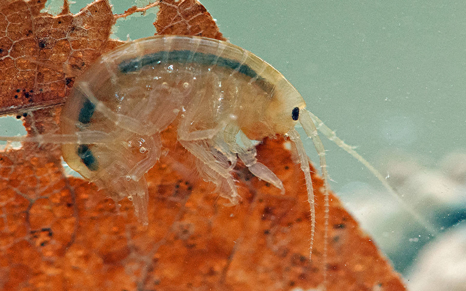 Bachflohkrebs © Verena Lubini
