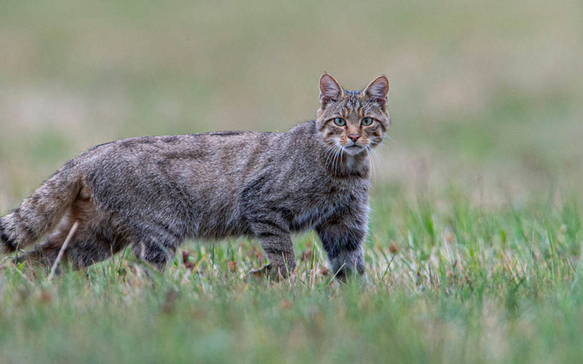 Wildkatze auf Wiese  (© Fabrice Cahez)