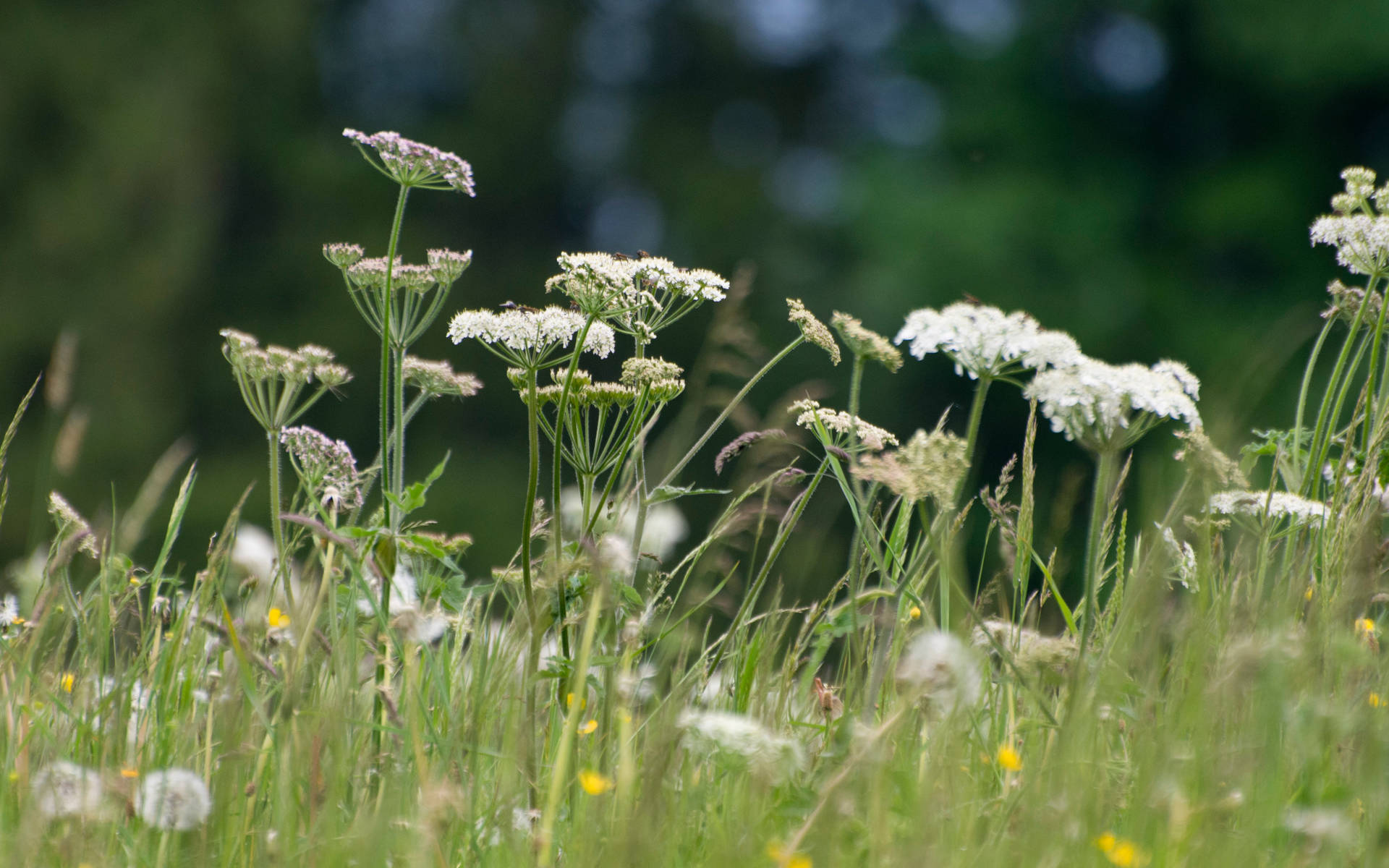 Blumenwiese © Pro Natura