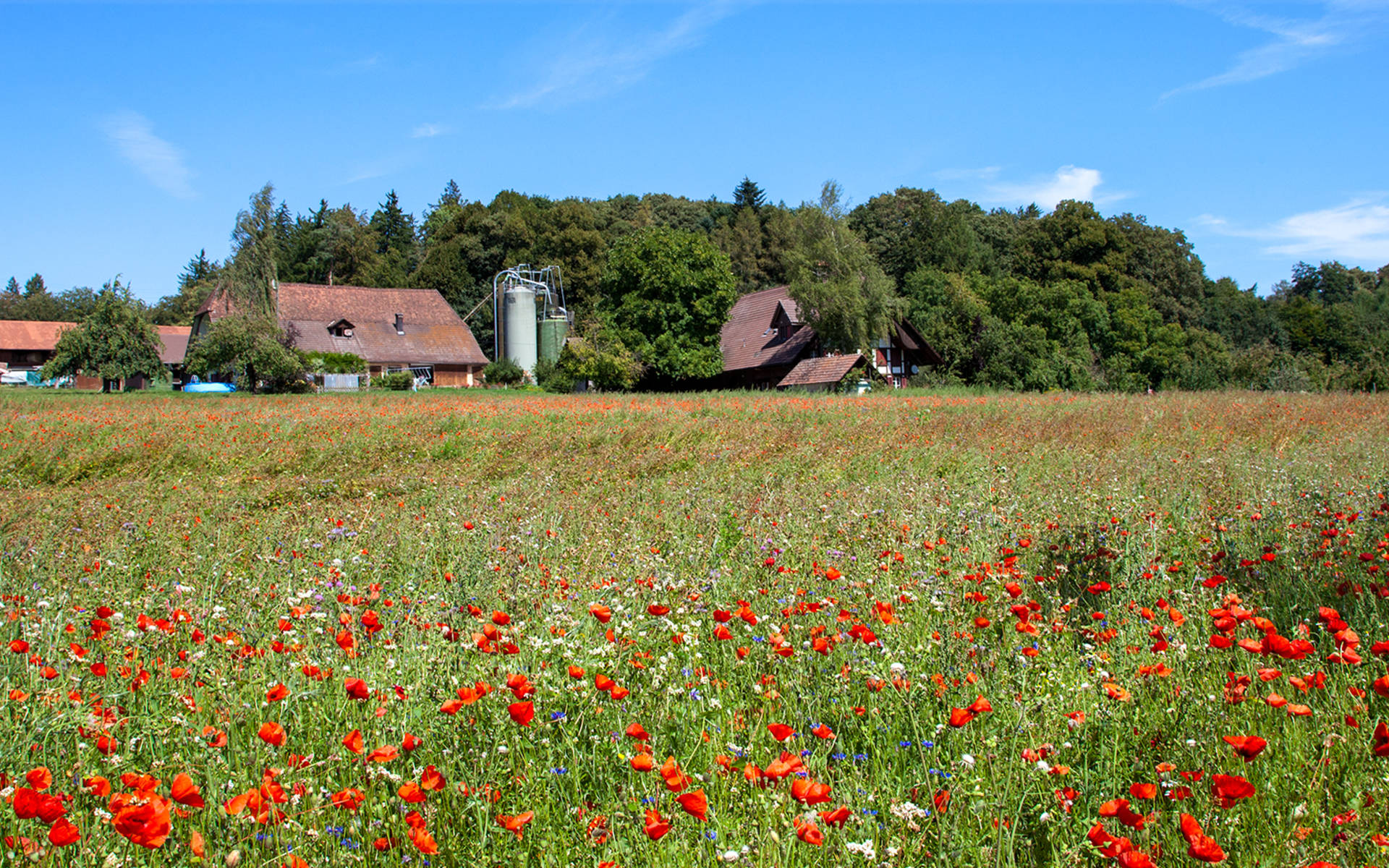 Biodiversität im Ackerrandstreifen © Matthias Sorg