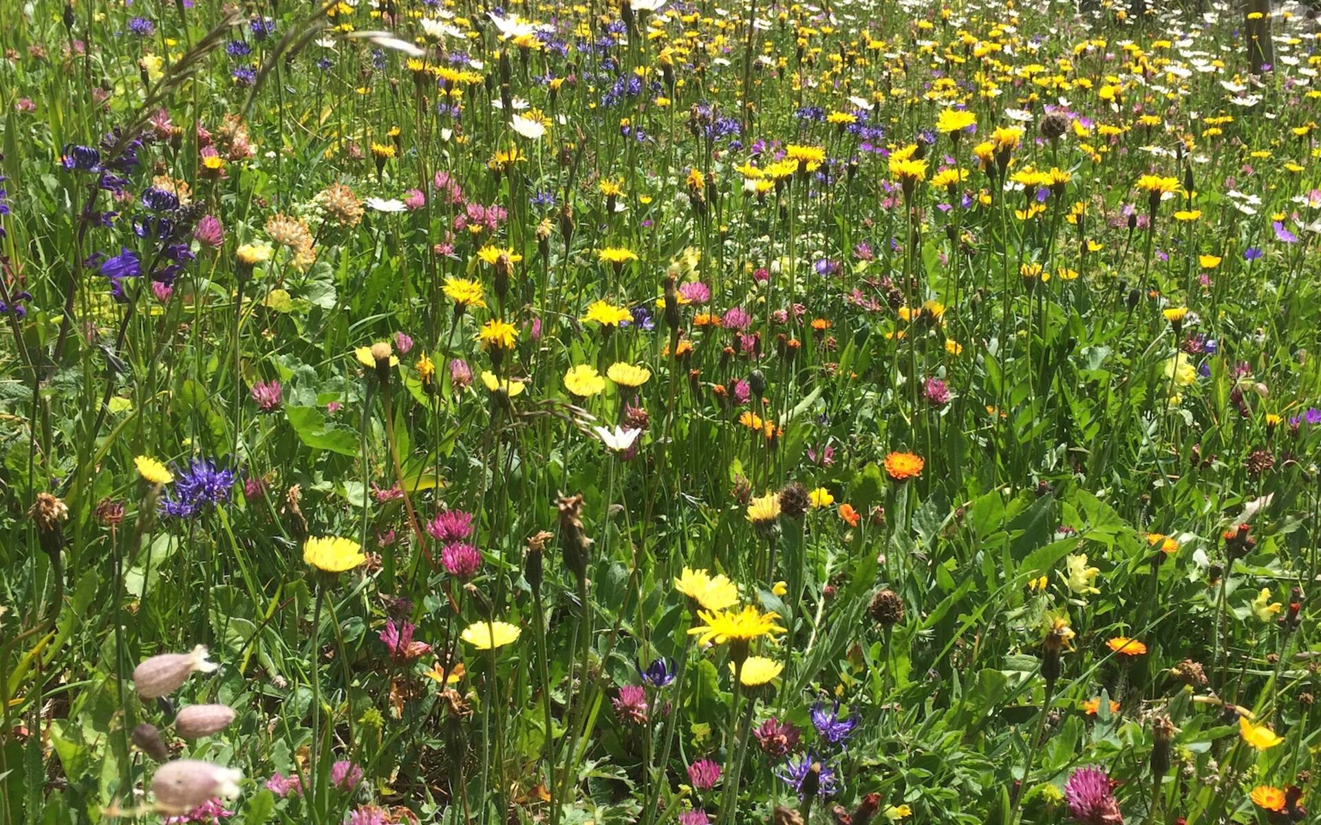 Blumenwiese cr Ursina El Sammra
