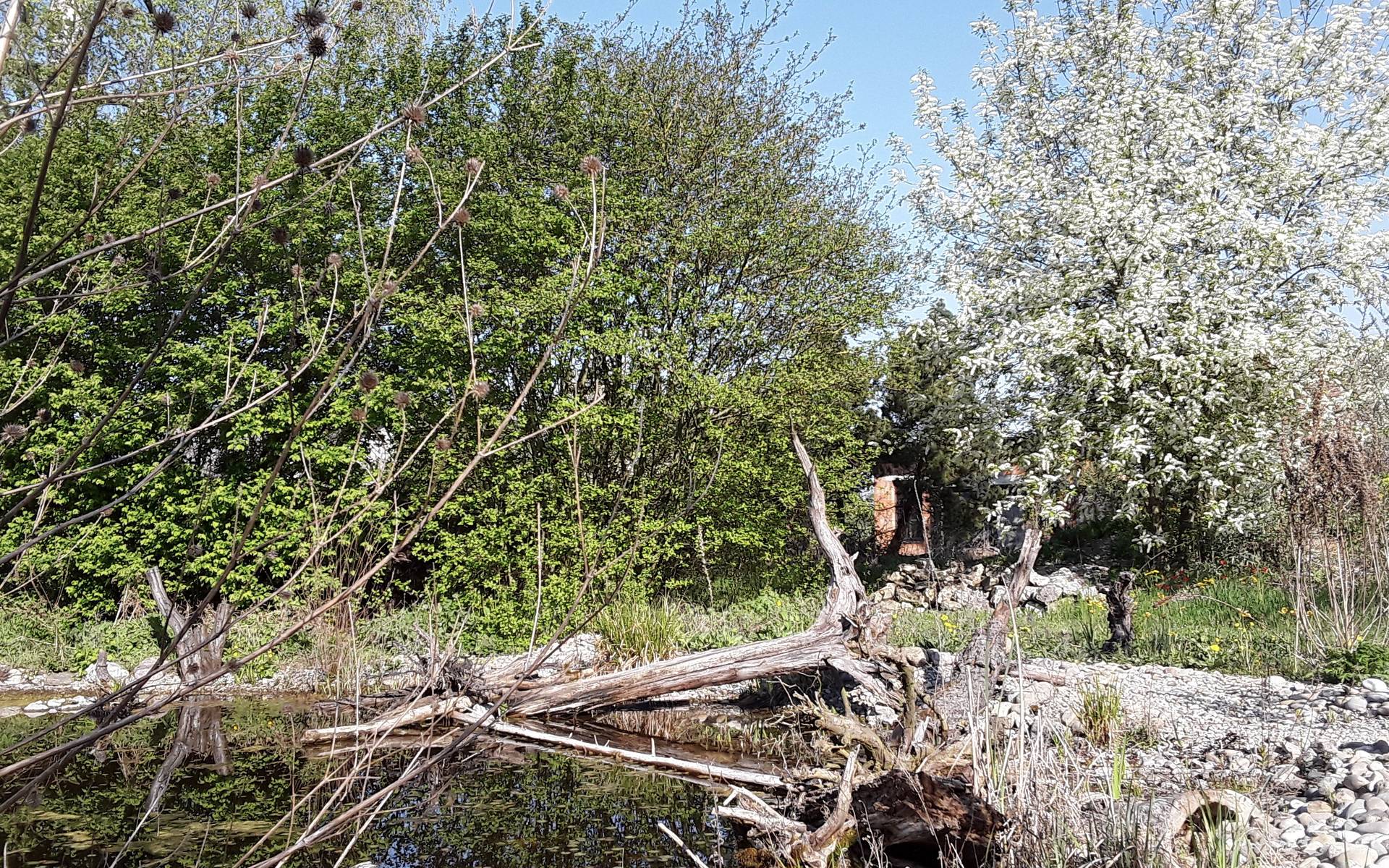 Ein Naturgarten, Paradies für unterschiedlichste Gäste © Raphael Mettler