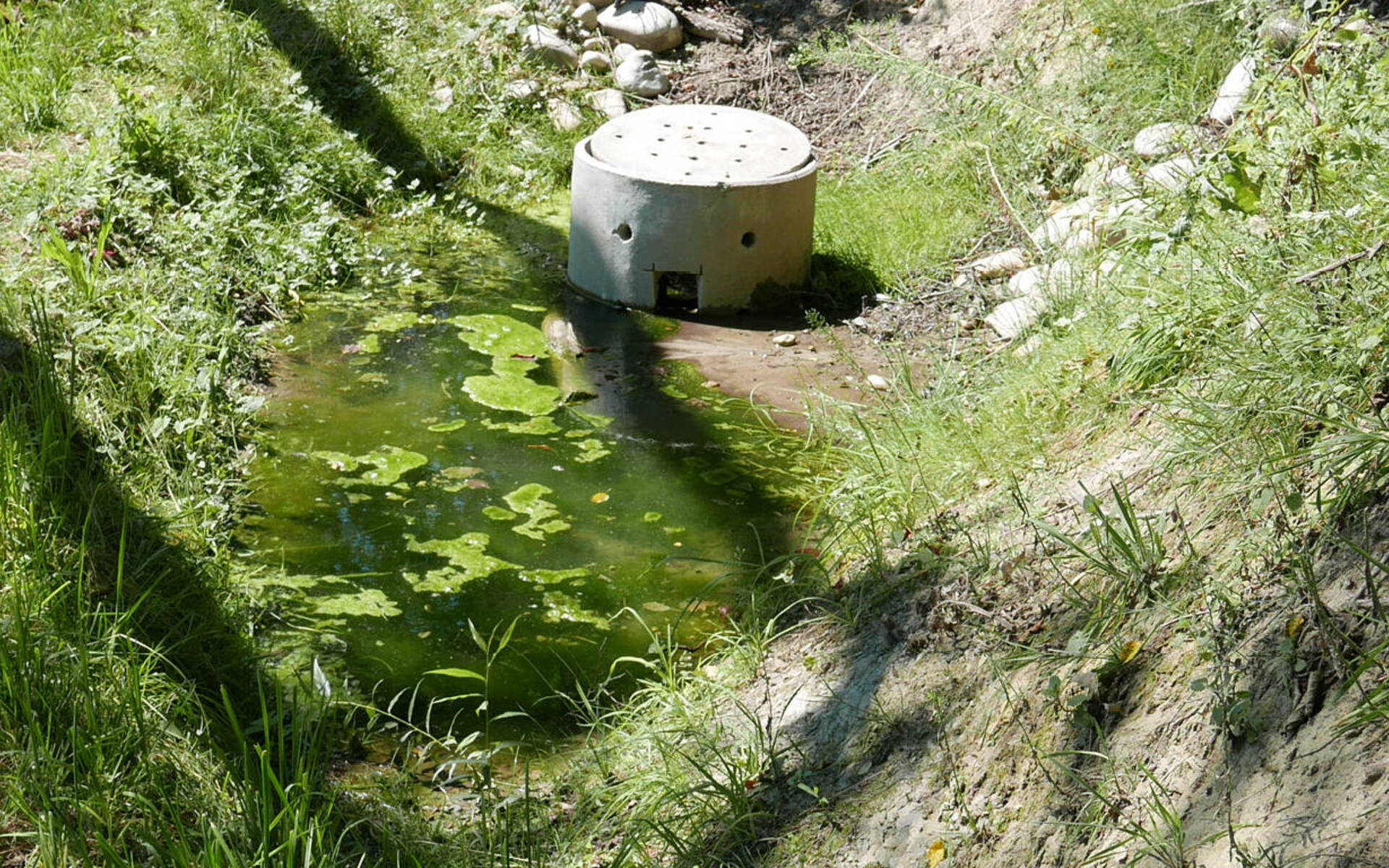 Ein neu erstellter Tümpel sammelt das Quellwasser der beiden Quellen. Der Überlauf des Tümpels befindet sich im Schacht. © Miriam Peretti 