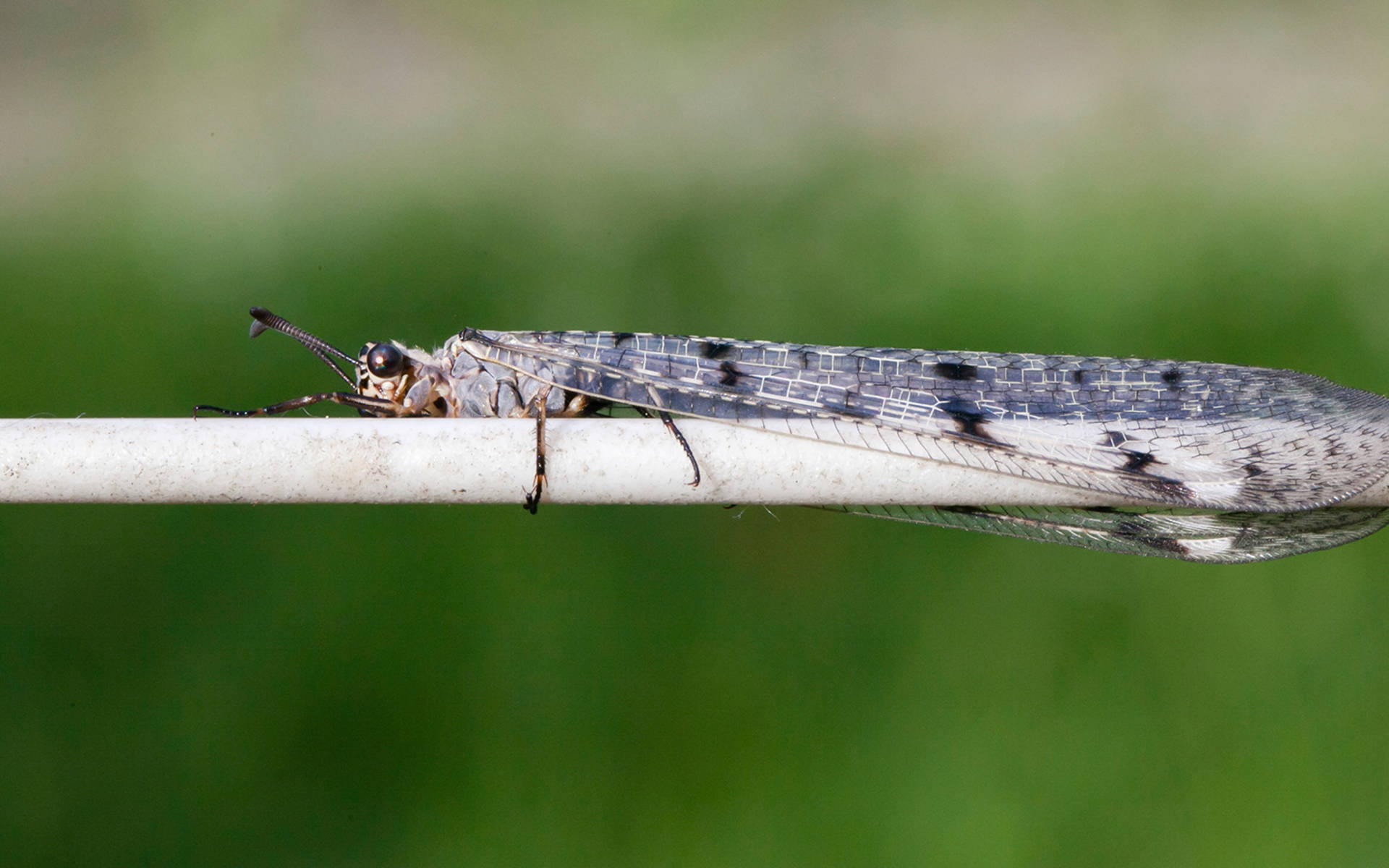 kampagne gemeinsam gegen das insektensterben pro natura