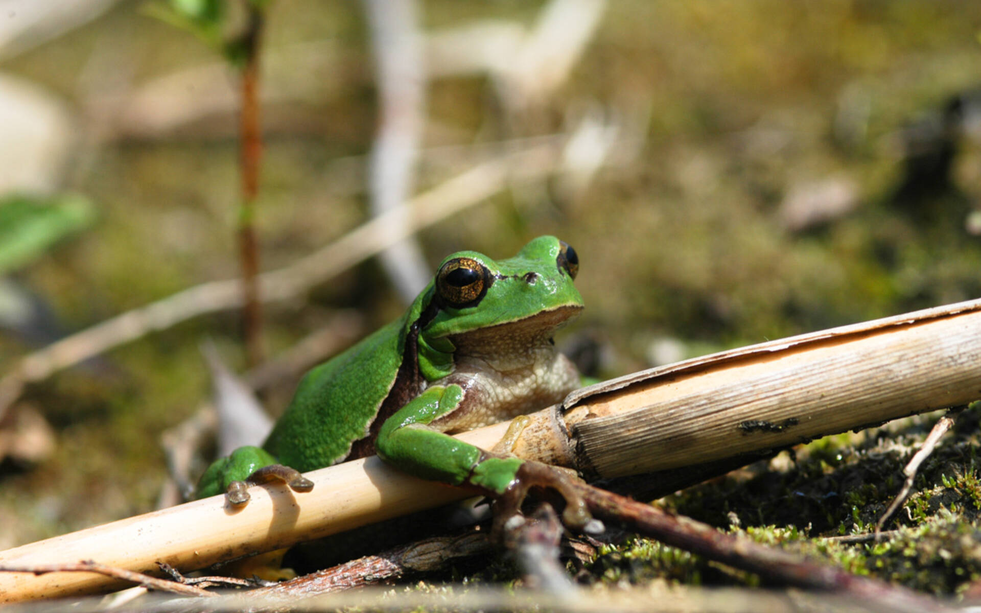 Laubfrosch