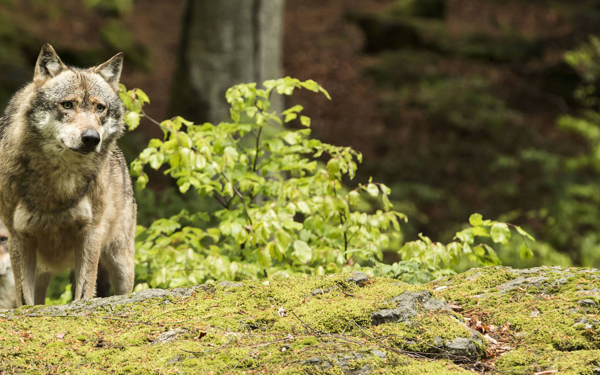 Wolf © Shutterstock Nadezda Murmakova