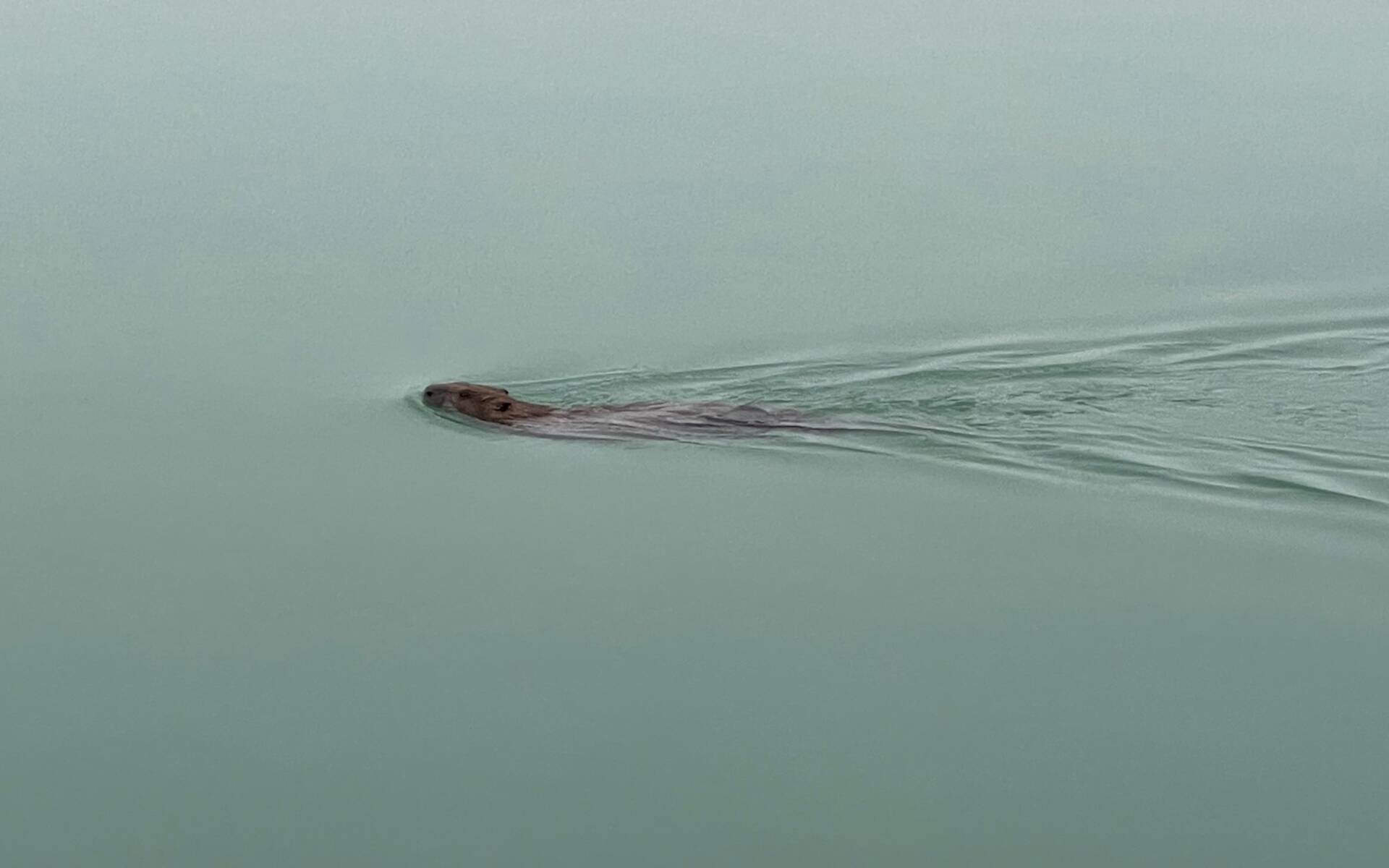 Biber im Hallwilersee - Foto: Ernst Spychiger