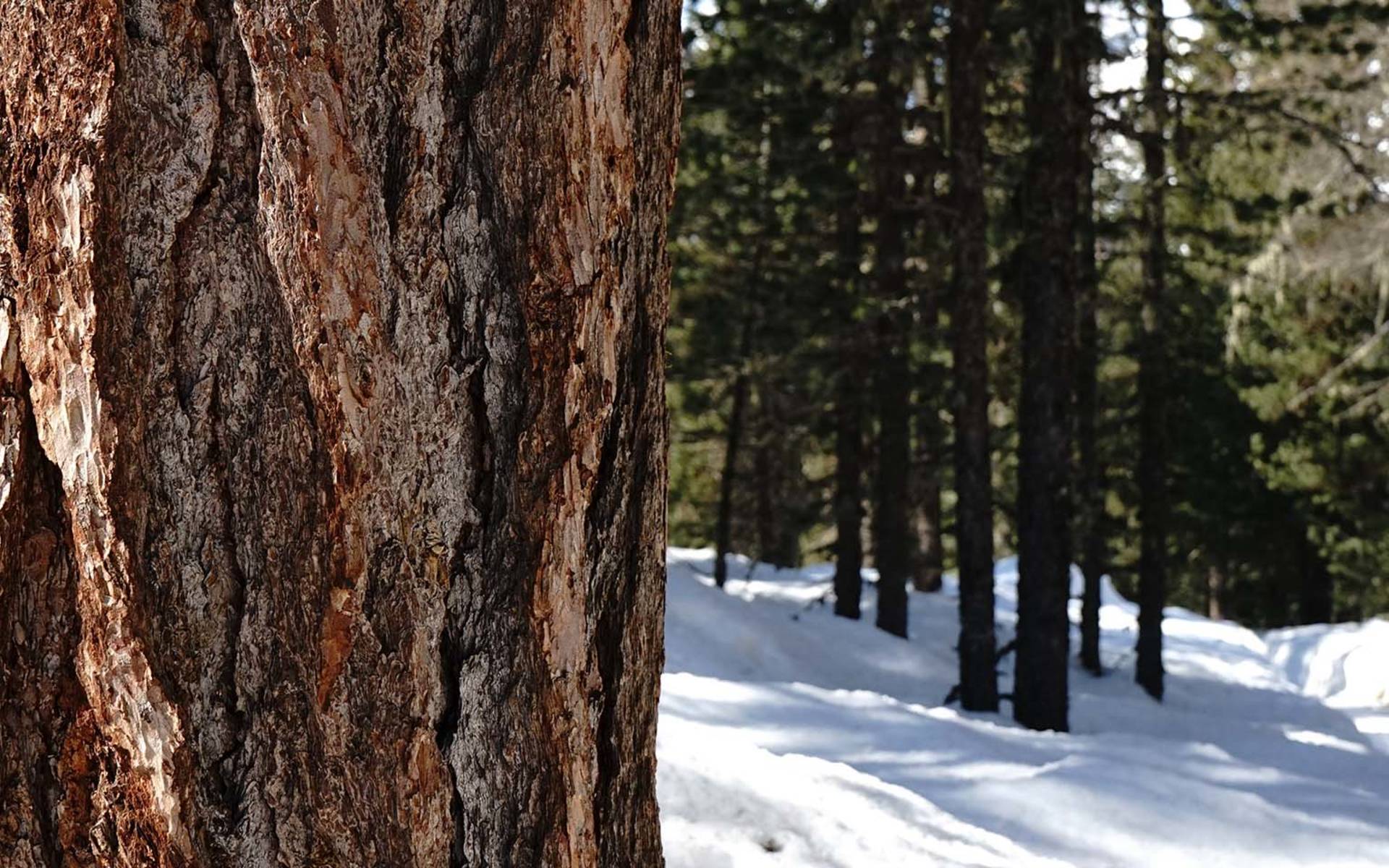 Forêt © Angela Peter