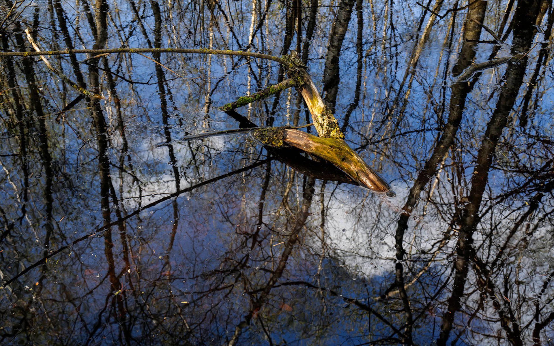 Cervo nella foresta © Matthias Sorg