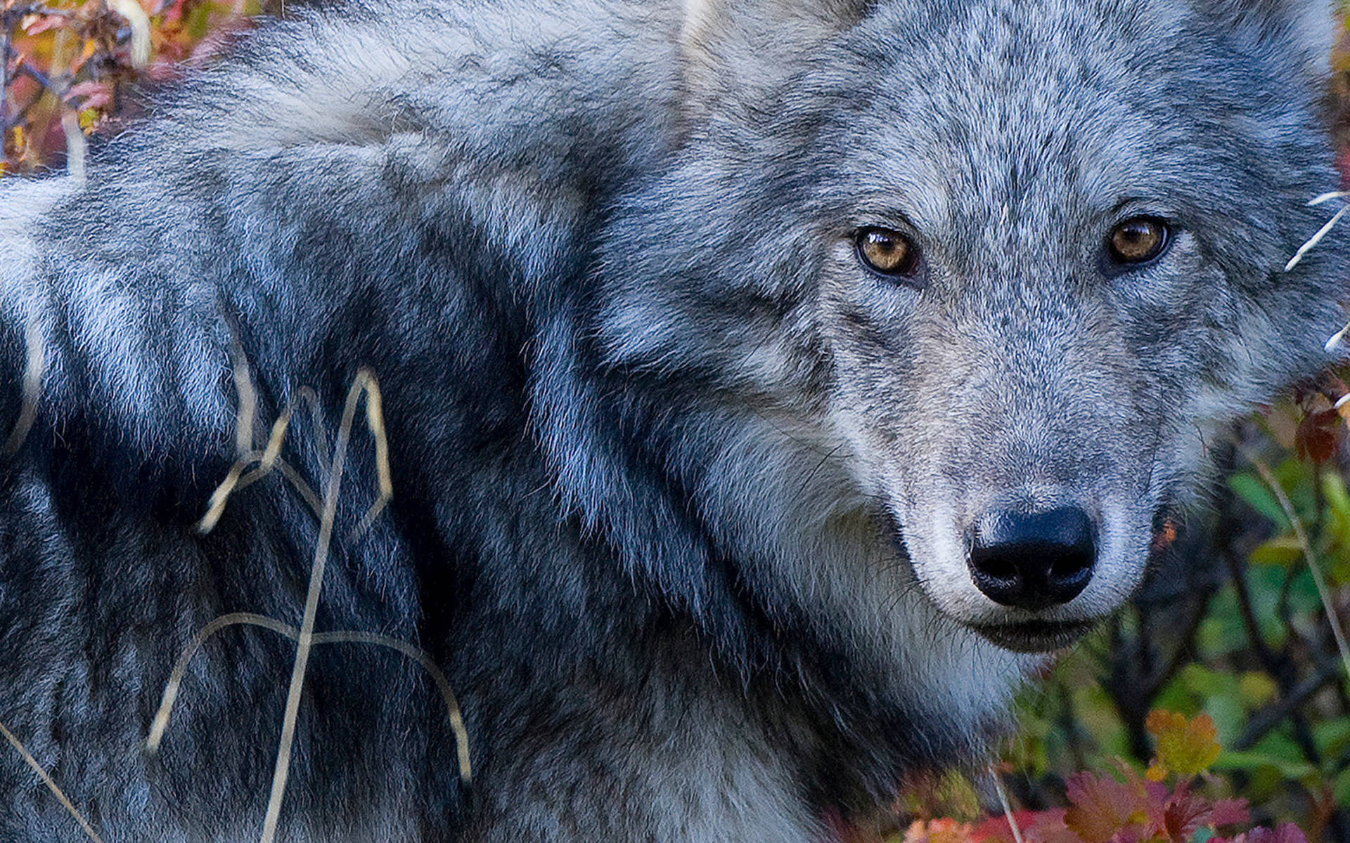 Le loup © Peter Dettling