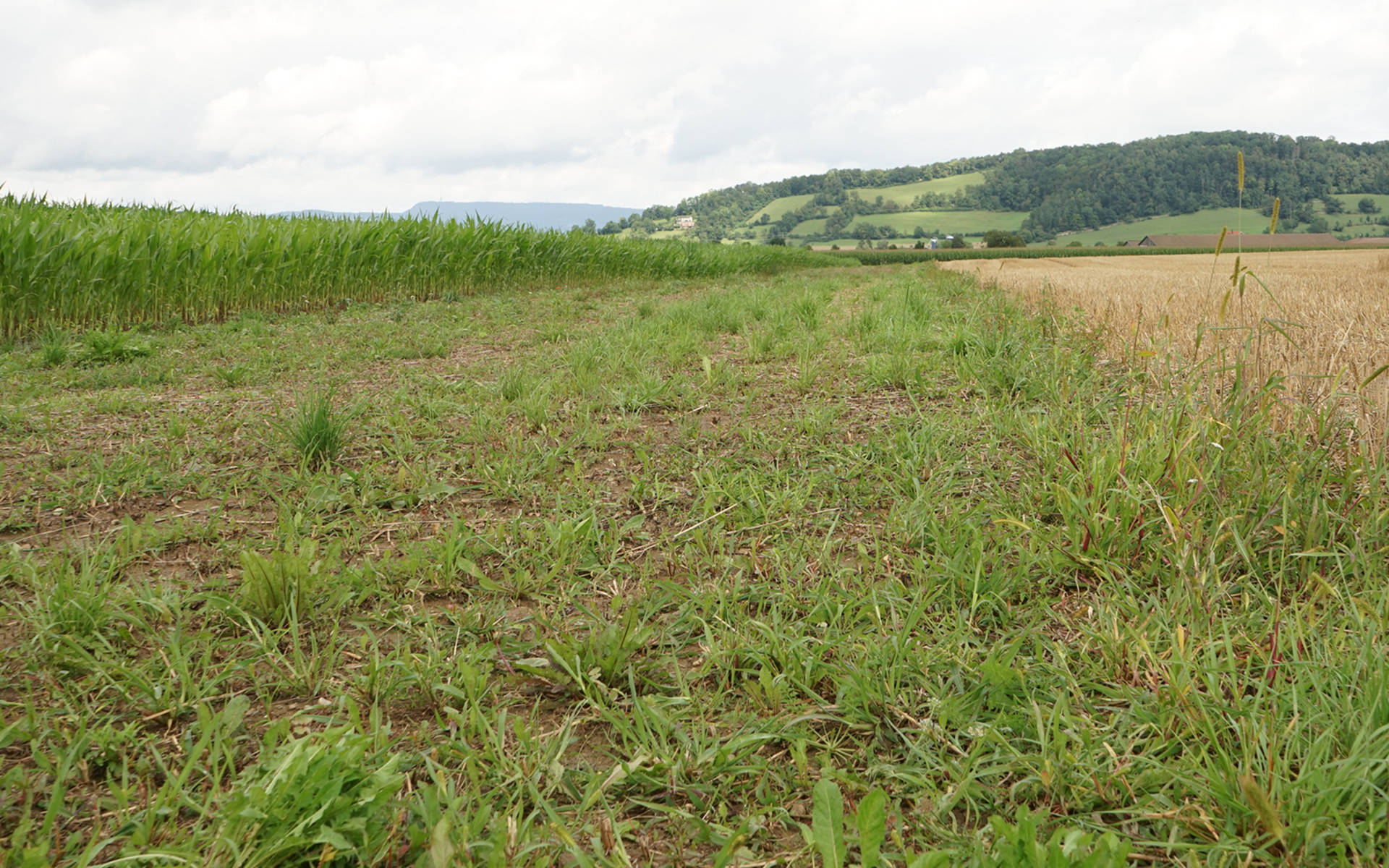 Buntbrache in Birr © Angela Peter