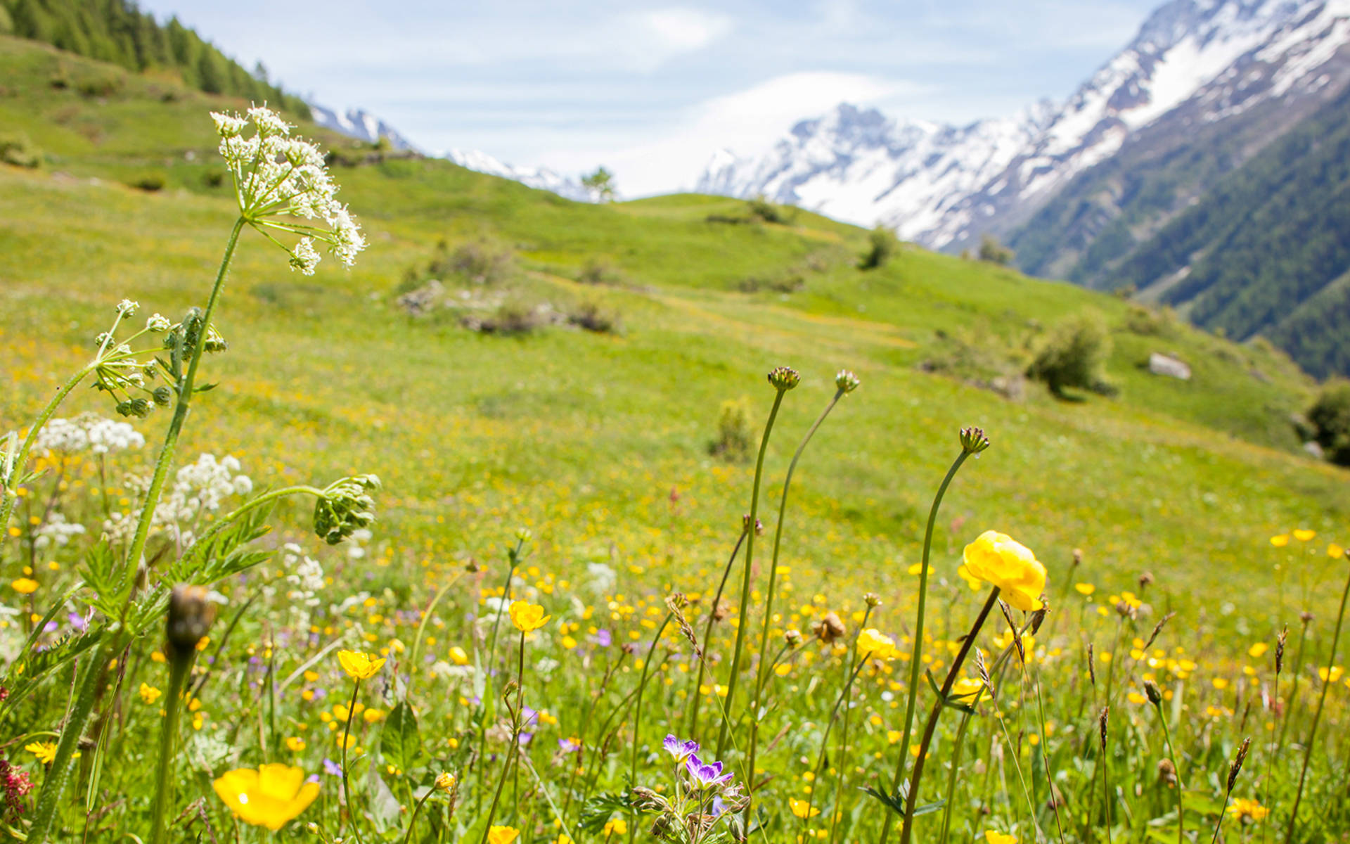 Headerbild Legate Pro Natura, Blumenwiese im Lötschental © Matthias Sorg