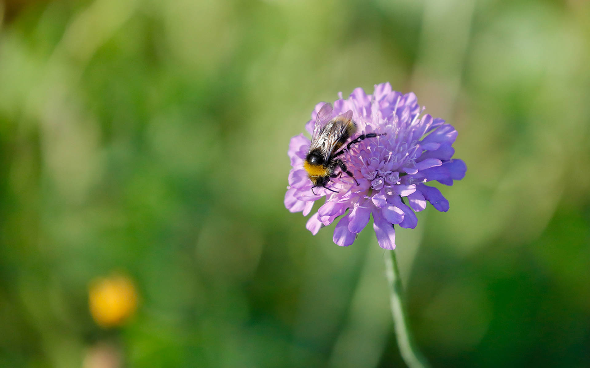 Biene auf Acker-Wittwenblume © Matthias Sorg
