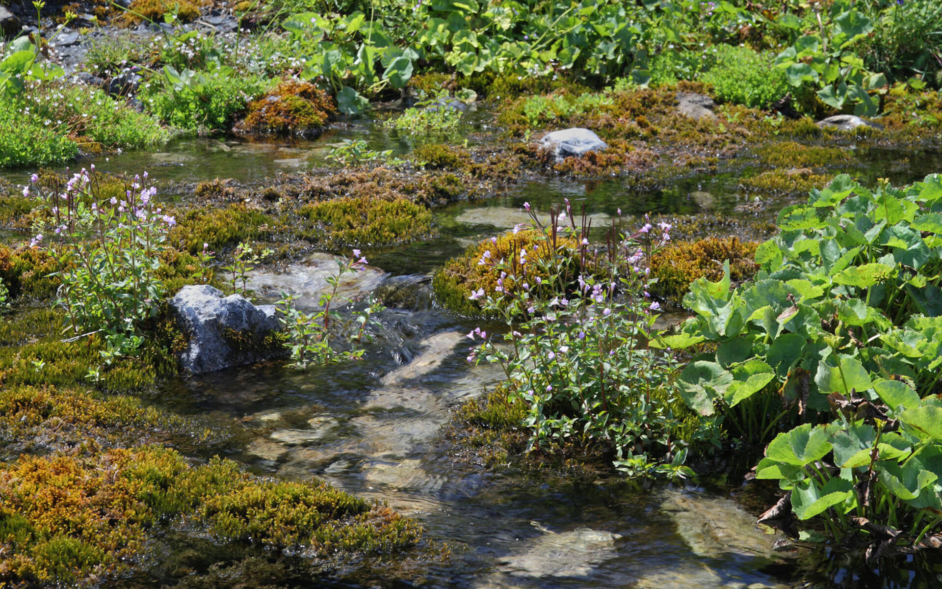 Quellen und ihre bedrohten Lebensräume, Foto: Jan Ryser