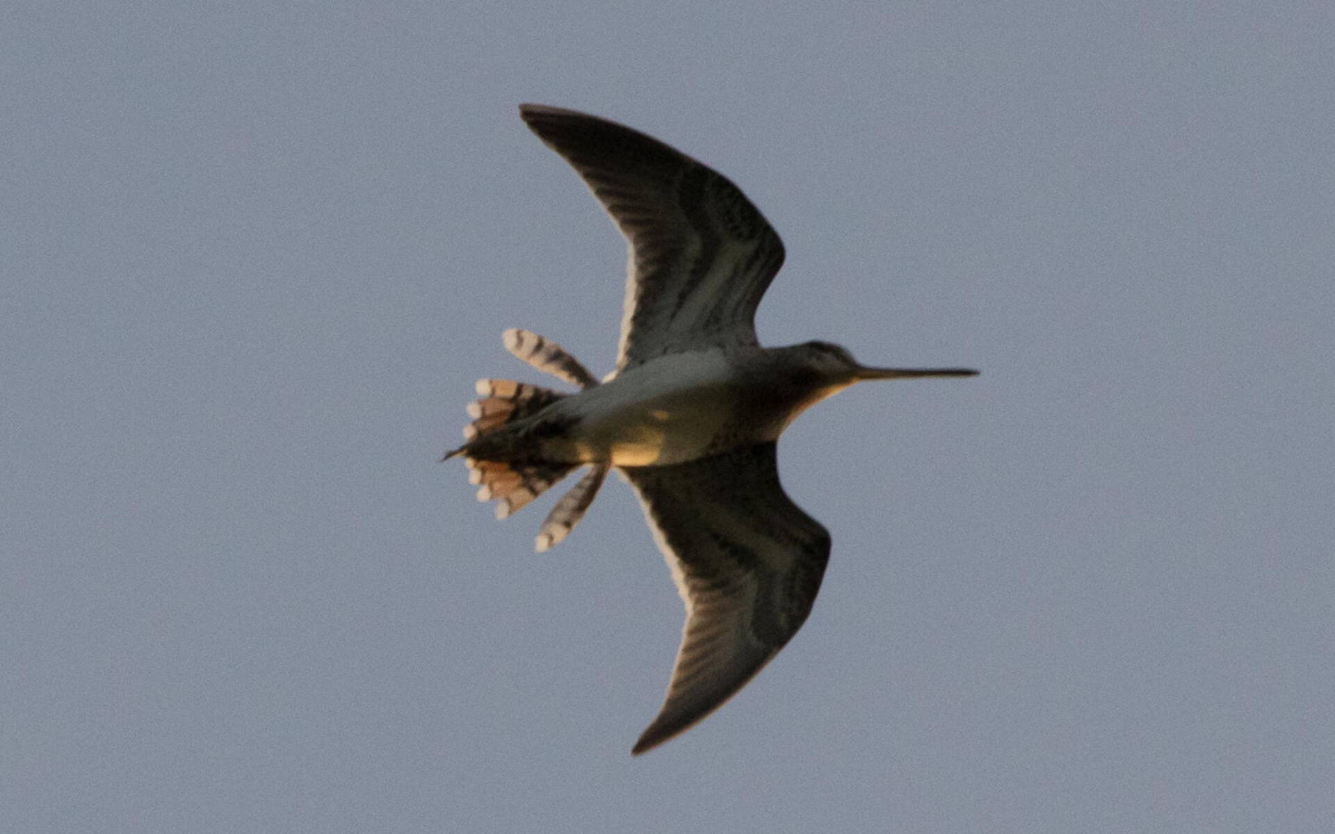 Bekassine © Wikimedia commons, Hobbyfotowiki